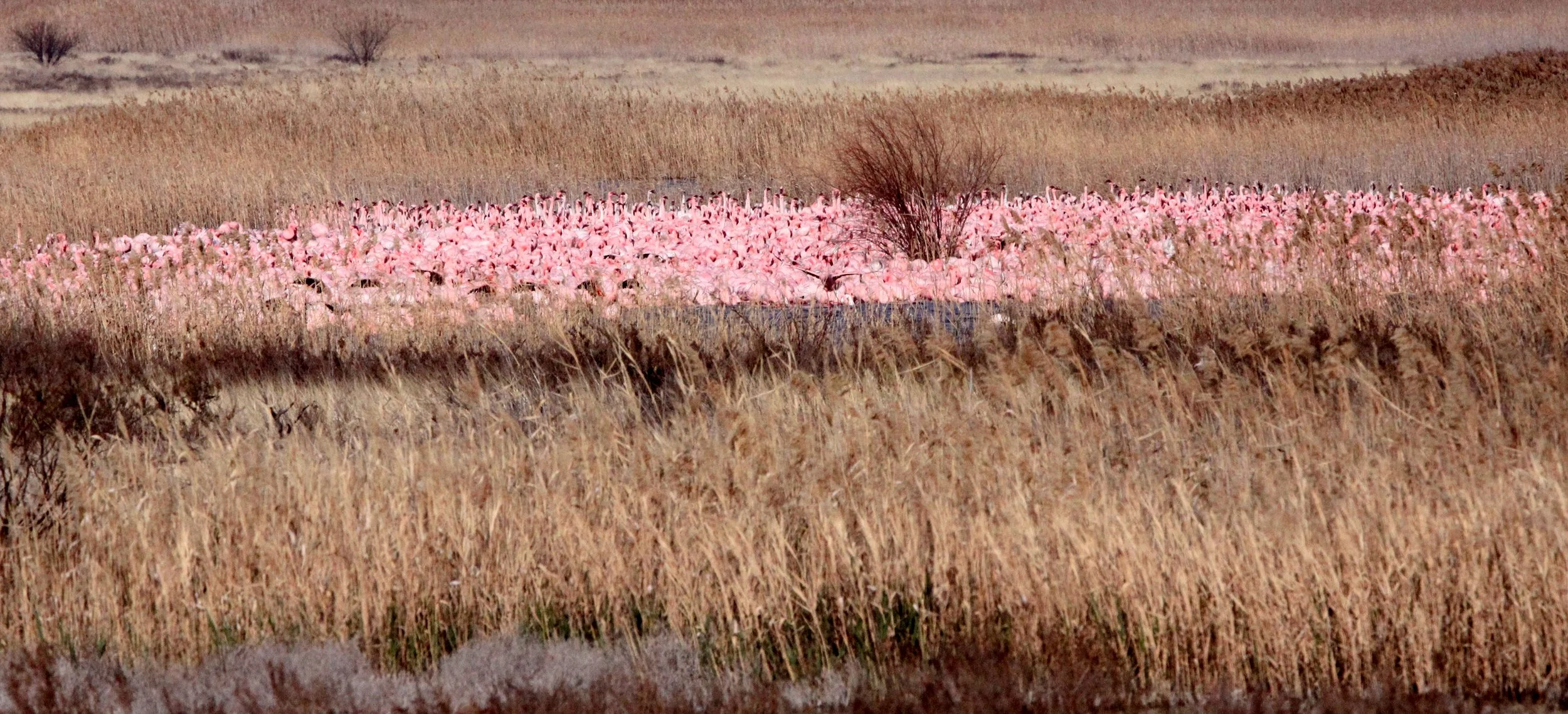 Phoeniconaias minor - Lesser Flamingo -  Kimberly South Africa (6).JPG