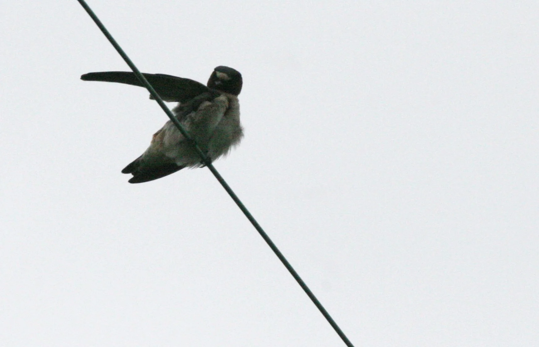 BIRD - SWALLOW - CLIFF SWALLOW - JAMESTOWN WA (6).JPG