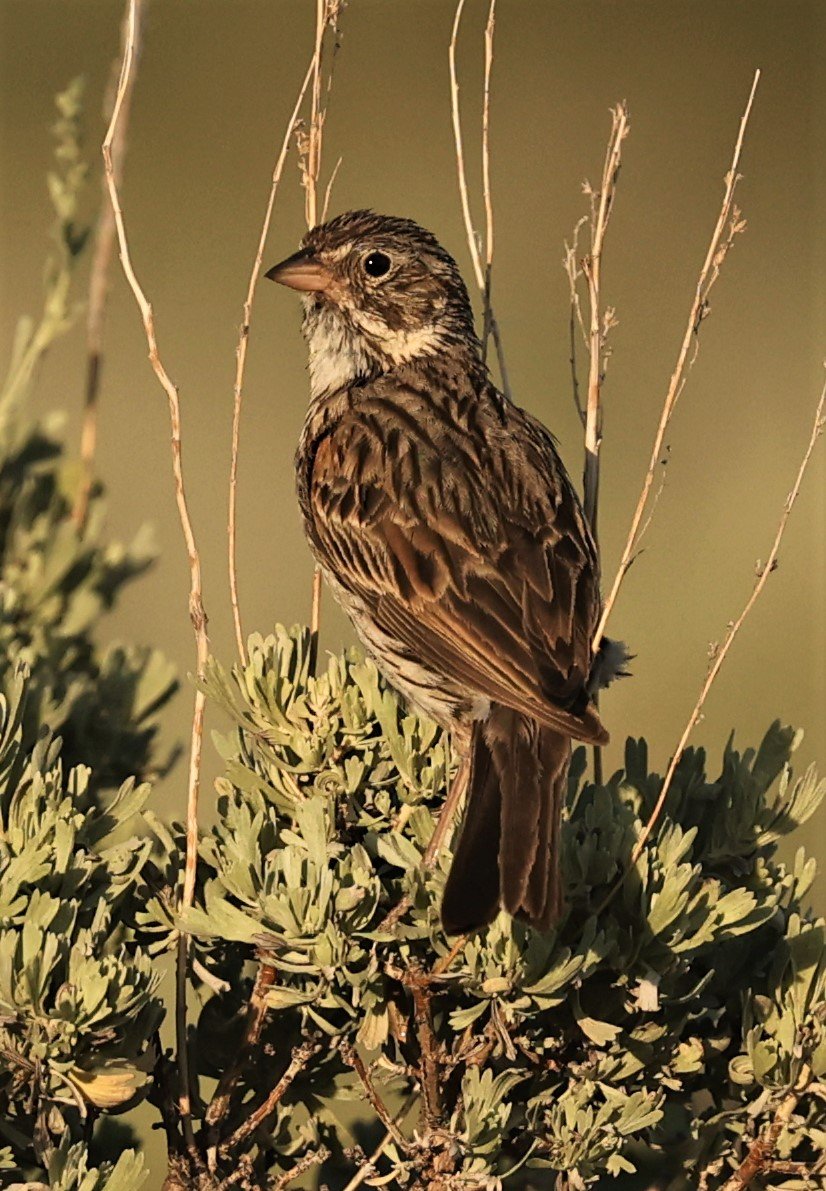Vesper Sparrow (Pooecetes gramineus) Fossil Buttes National Monument Wyoming (10).jpg