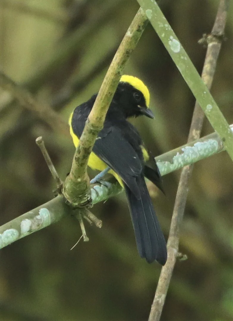 Sultan Tit (Melanochroa sultanea) Kaeng Krachan National Park, Thailand (21).jpg