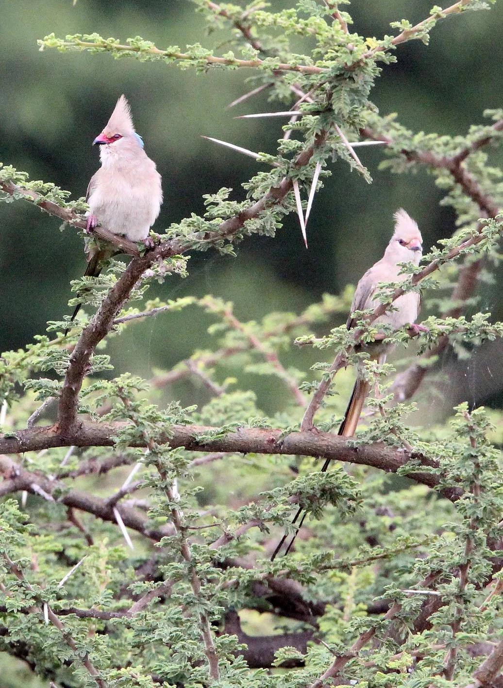 Blue-naped Mousebird (Urocolius macrourus) Langano Lake Ethiopia (5).JPG