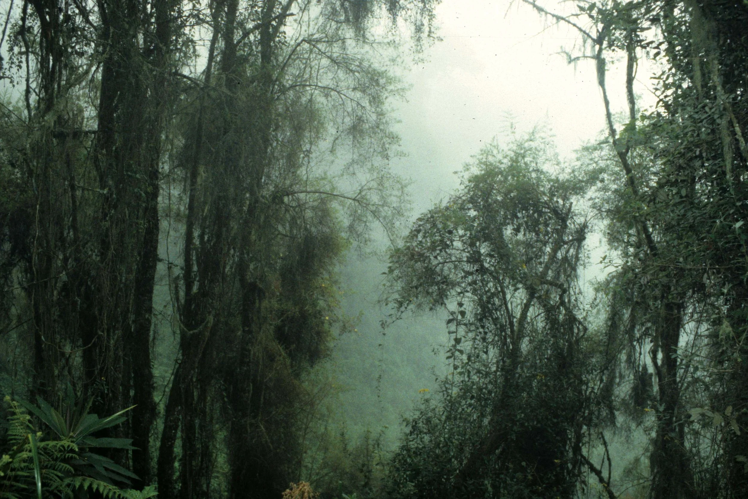 RWANDA - PARC DU VULCANS - MIST FOREST A.jpg