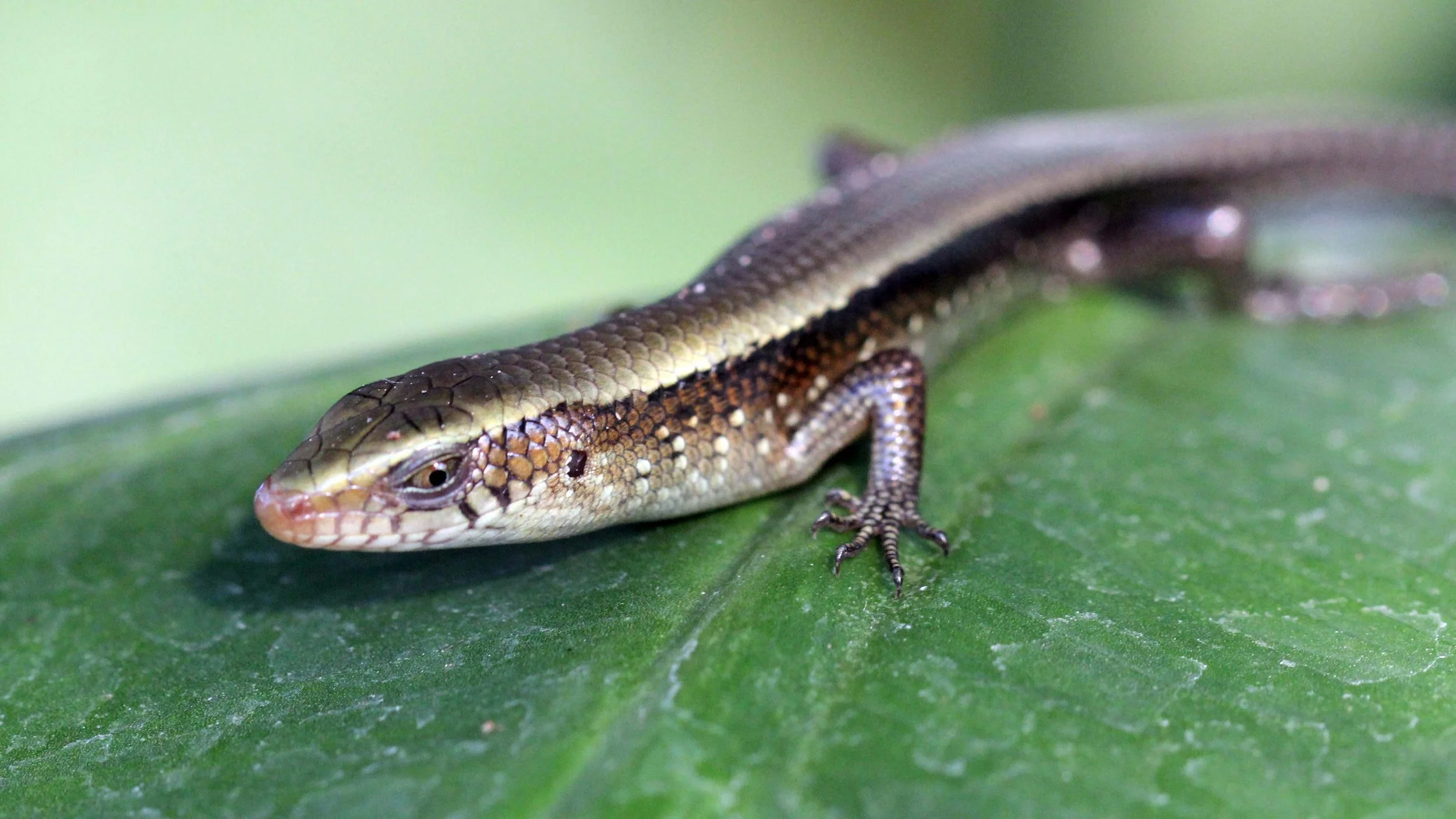 2013 Nonthaburi Setthasiri House and Nonthaburi Neighborhood (192).JPG