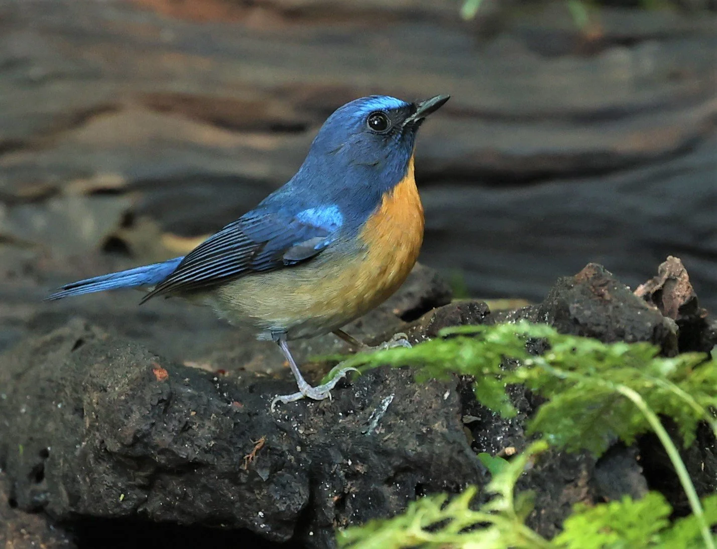 FLYCATCHER - CHINESE BLUE FLYCATCHER - Cyornis glaucicomans - PETCHABURI PROVINCE - NUY HIDE NEAR KAENG KRACHAN JAN 2022 (5).jpg