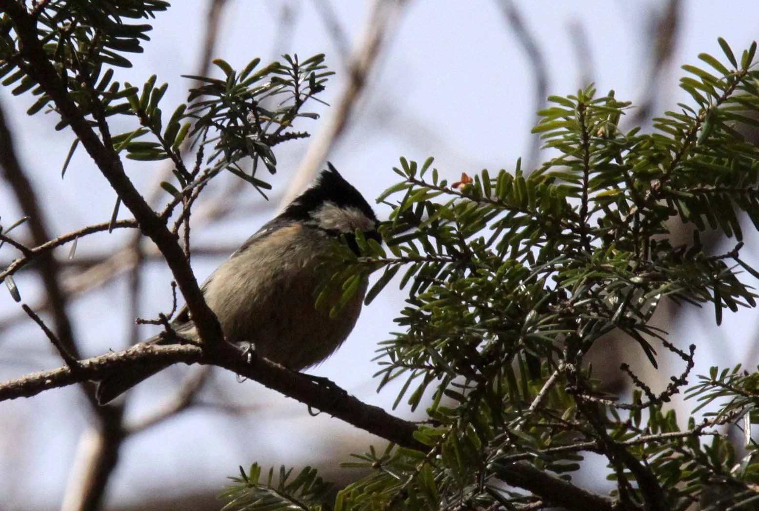 Rufous-vented Tit (Periparus rubidiventris) Foping Nature Reserve, Shaanxi Province, China (2).JPG