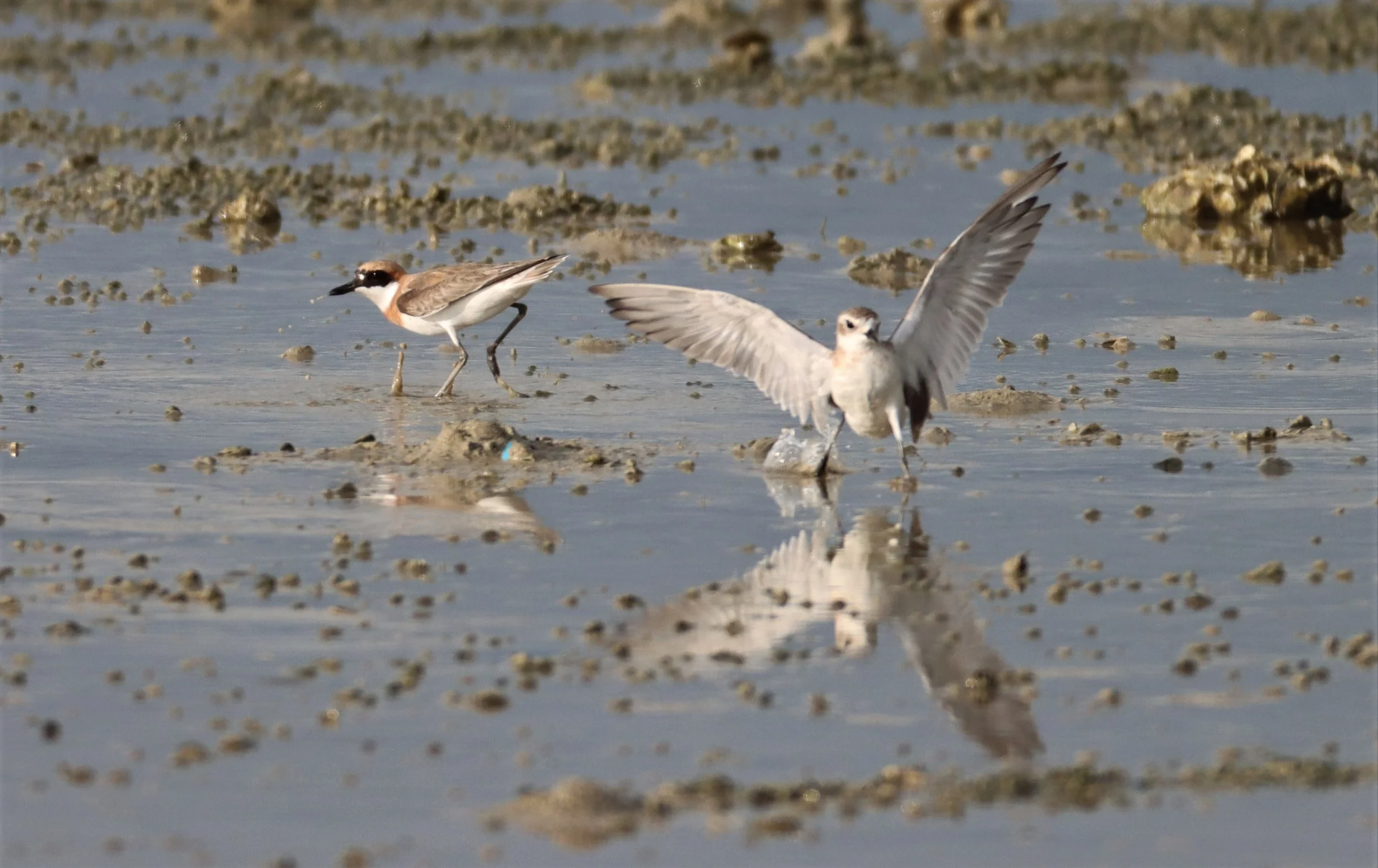 PLOVER - GREATER SAND-PLOVER -Charadrius leschenaultii - LAEM PAKARAM PHANG NGA PROVINCE 2021 (20).jpg