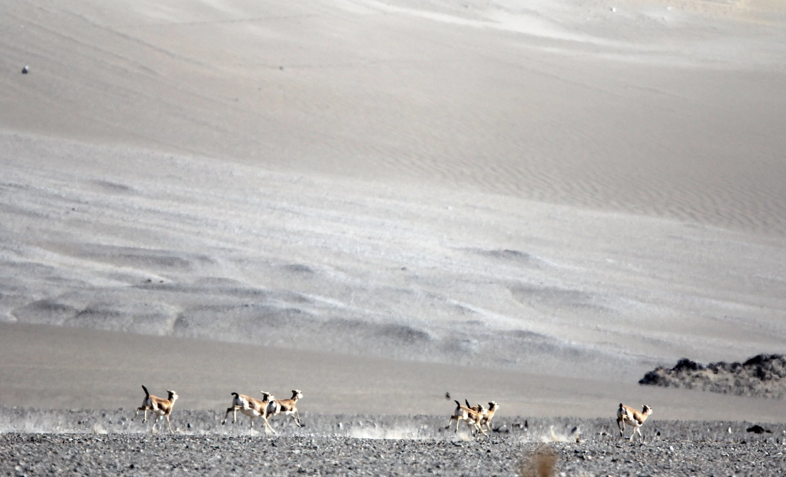 GAZELLE - TARIM BASIN GOITERED GAZELLE - LOP NUR WILD BACTRIAN CAMEL RESERVE - XINJIANG CHINA UNKNOWN SPECIES (42).JPG