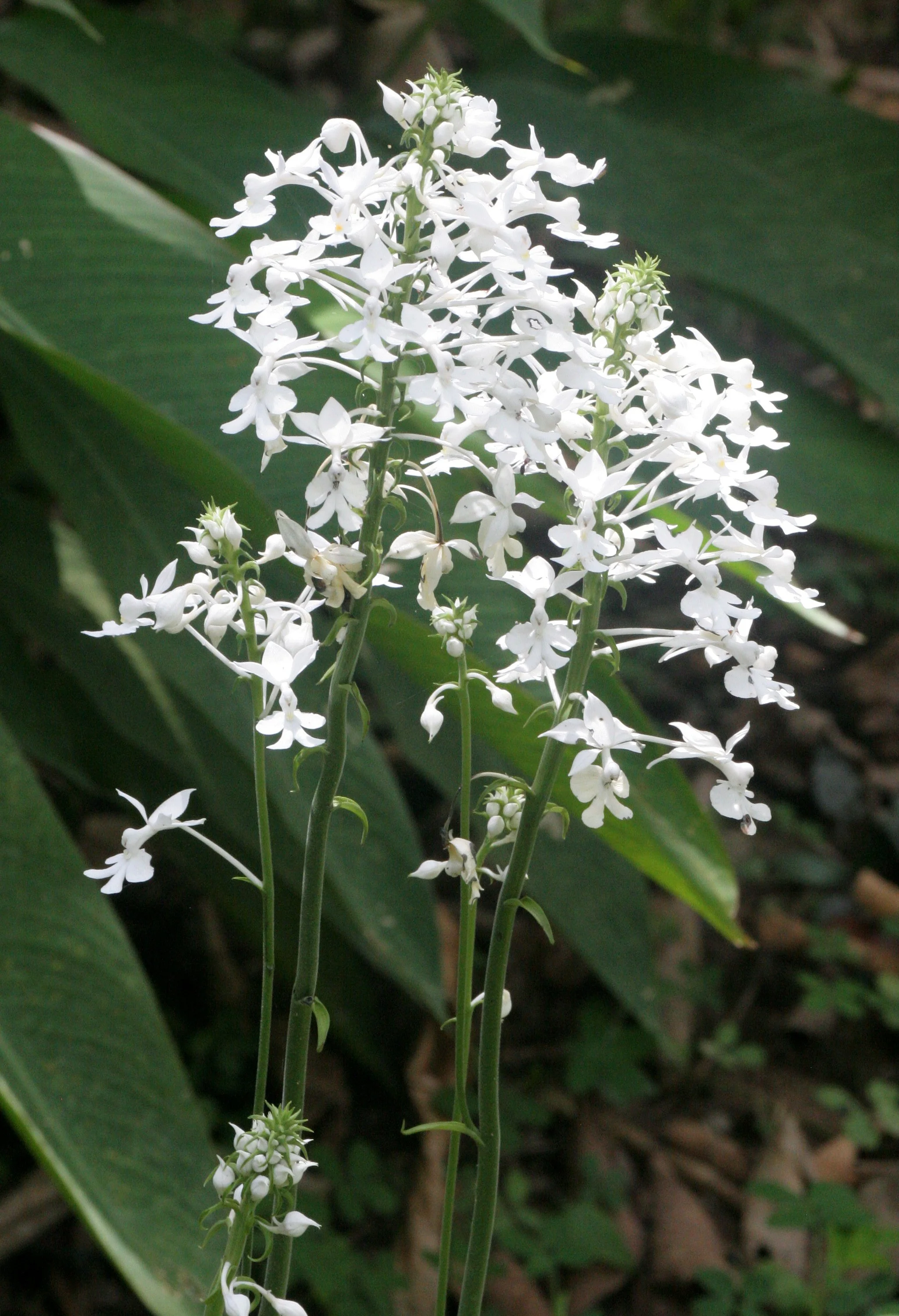 TABIN WILDLIFE RESERVE BORNEO - ORCHID SPECIES (2).JPG