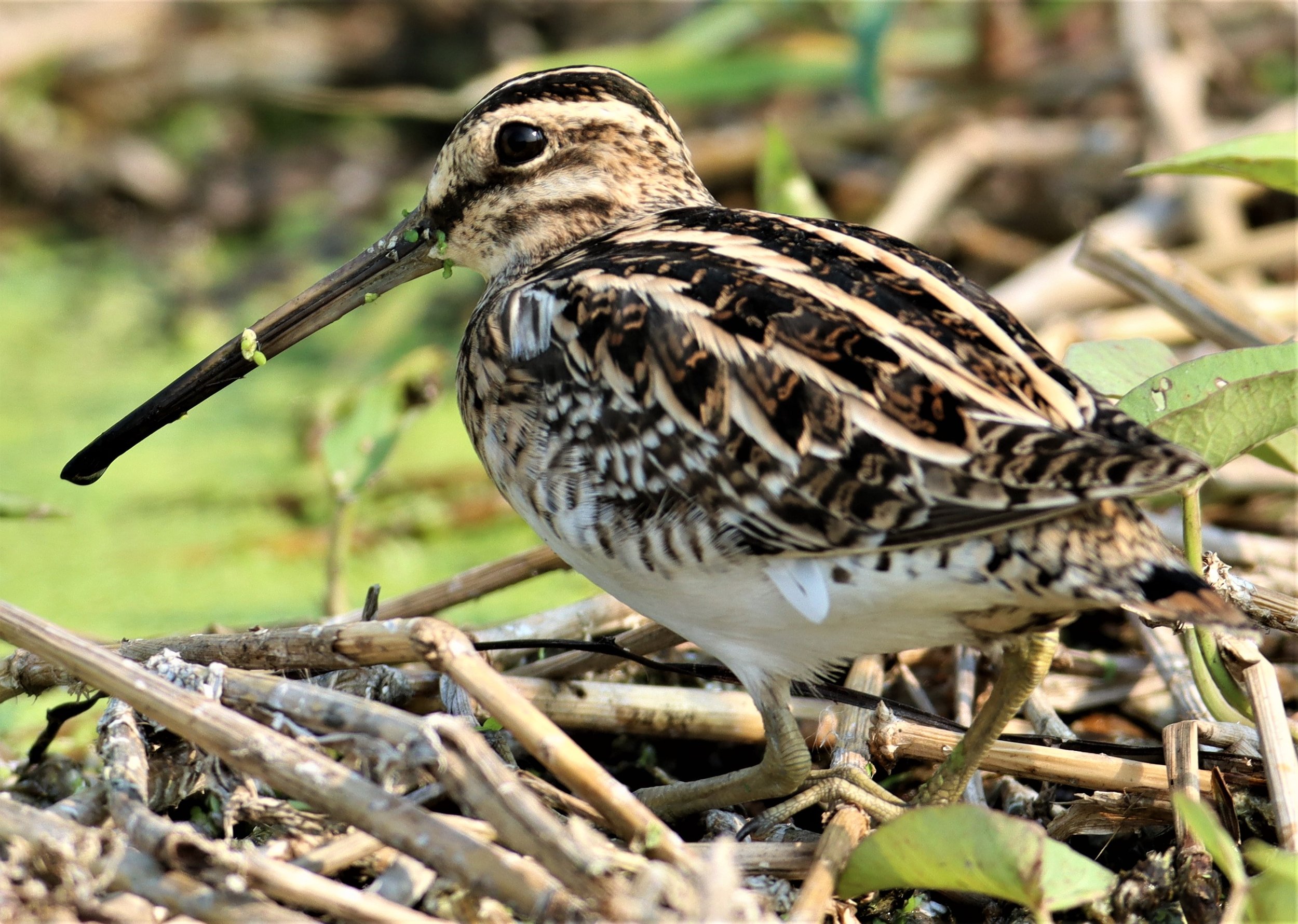 SNIPE - COMMON SNIPE - Gallinago gallinago - LAT KRABANG WETLANDS NEAR BKK (151).jpg