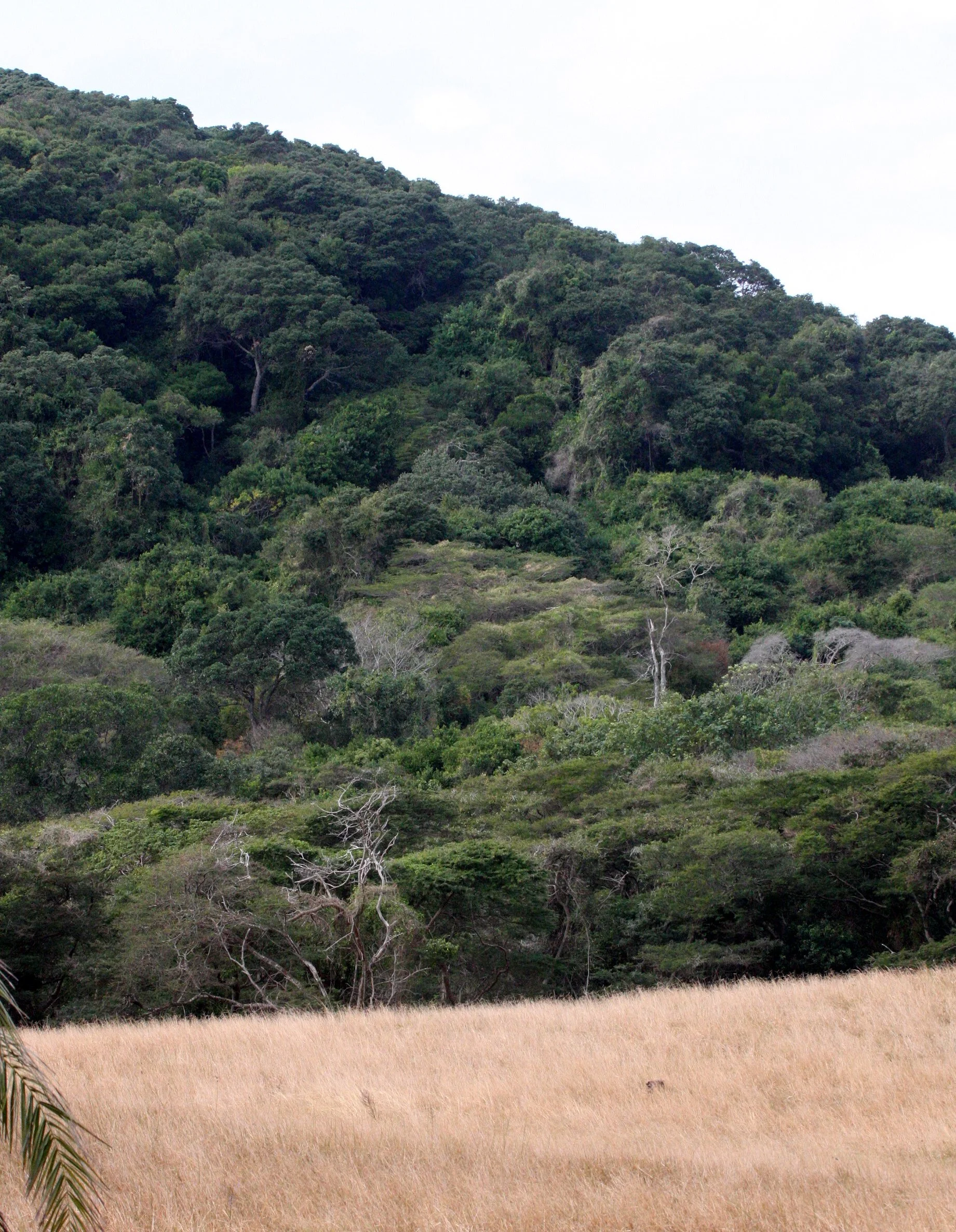 SAINT LUCIA WETLANDS RESERVE - SOUTH AFRICA - COASTAL FOREST.JPG