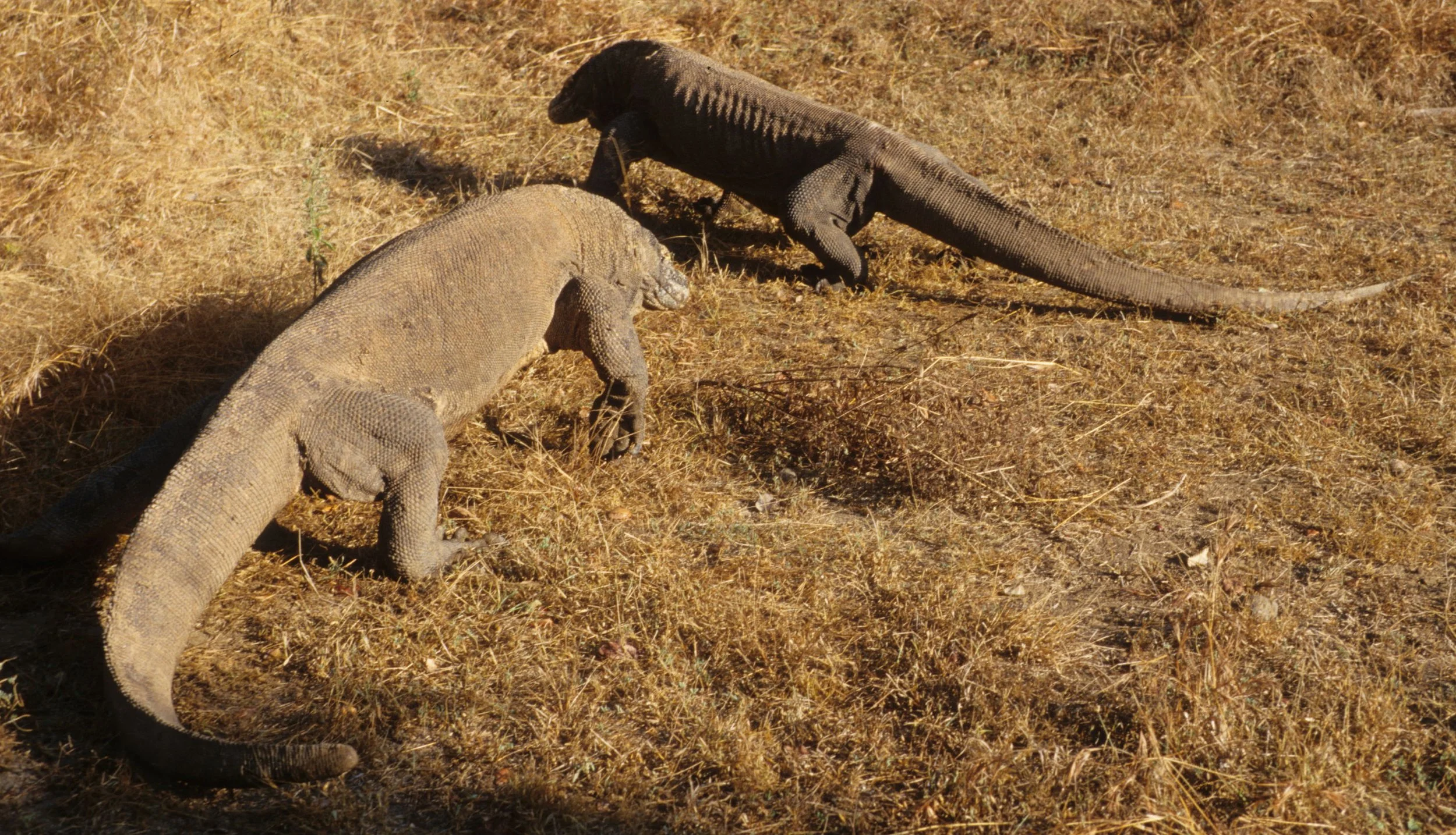 REPTILE - MONITOR LIZARD - KOMODO - DRAGON (5).jpg