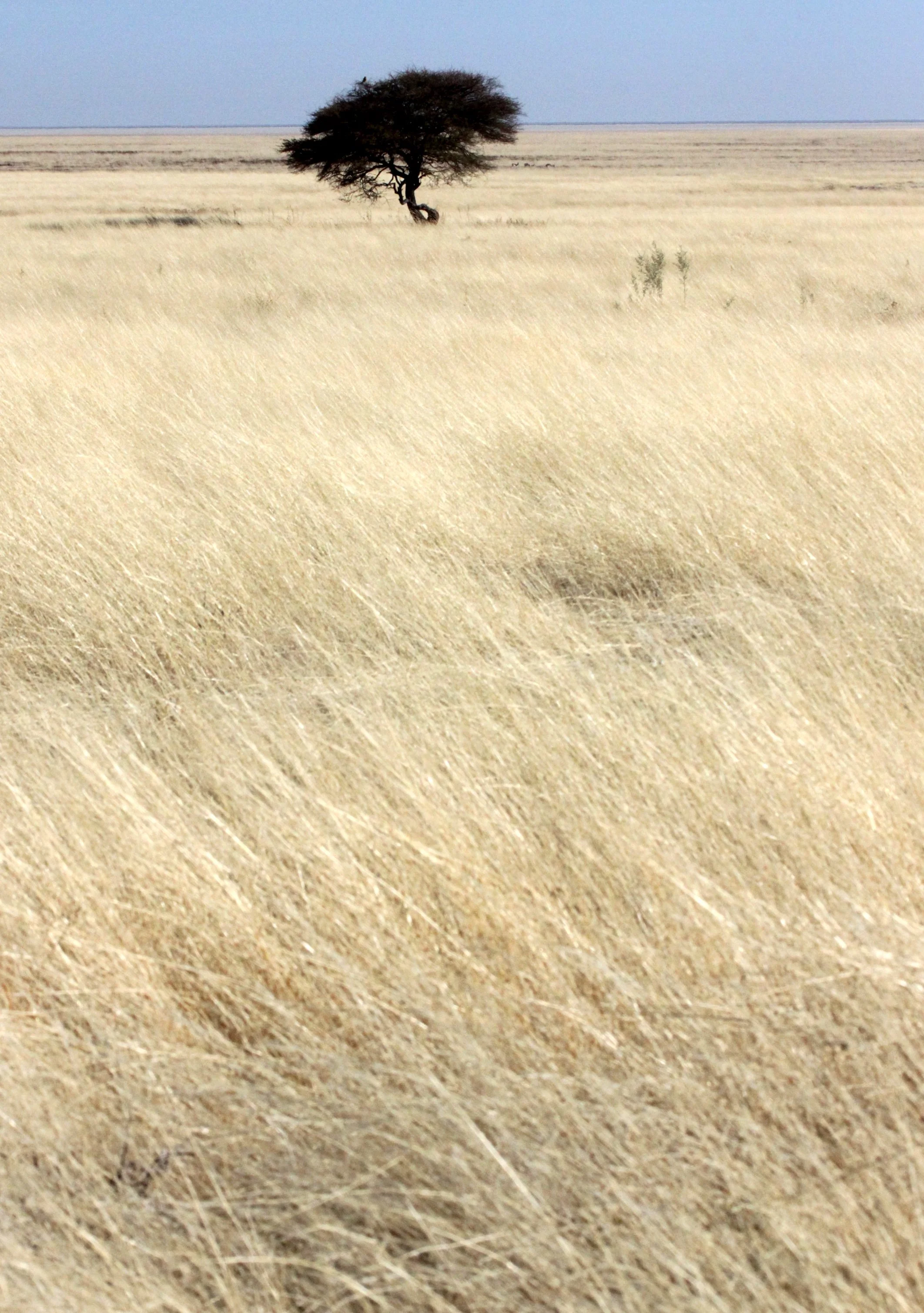 ETOSHA NATIONAL PARK NAMIBIA - SAVANAH GRASSLANDS.JPG