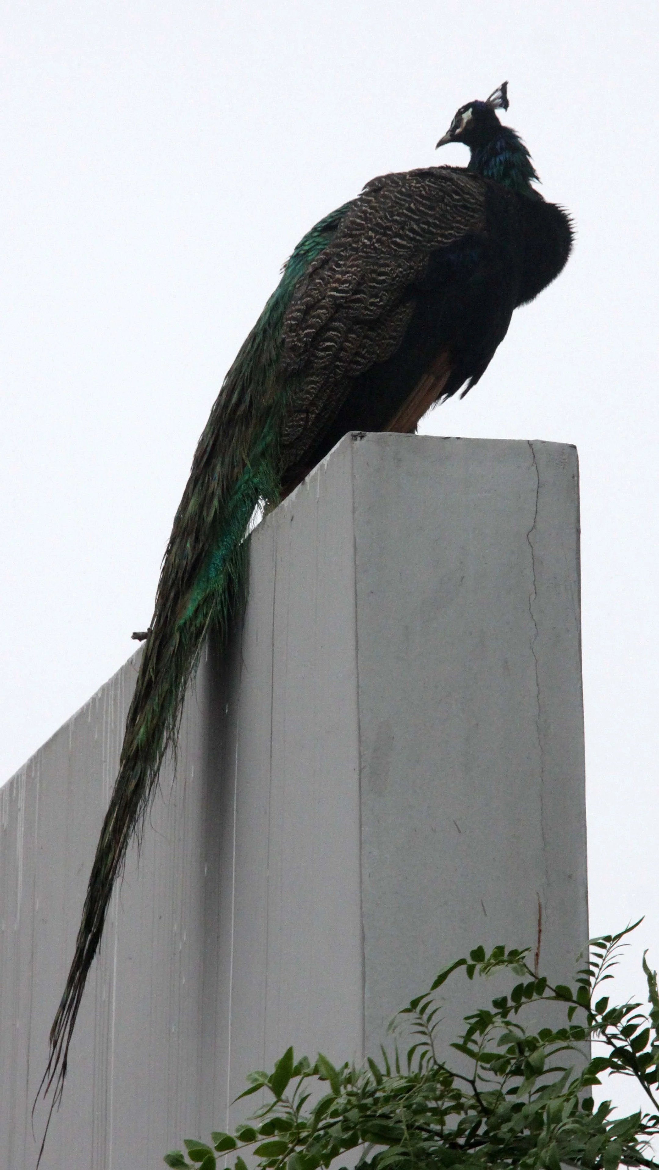 BIRD - PEACOCK - CHENGDU BREEDING CENTER SICHUAN CHINA.JPG