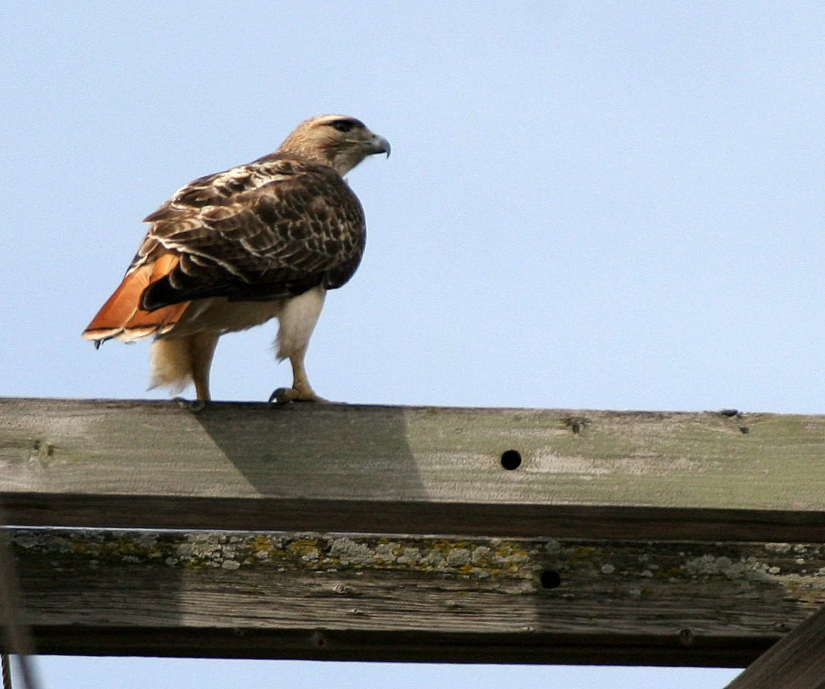 Buteo jamaicensis - RED-TAILED HAWK - WHEATON ILLINOIS (9).JPG
