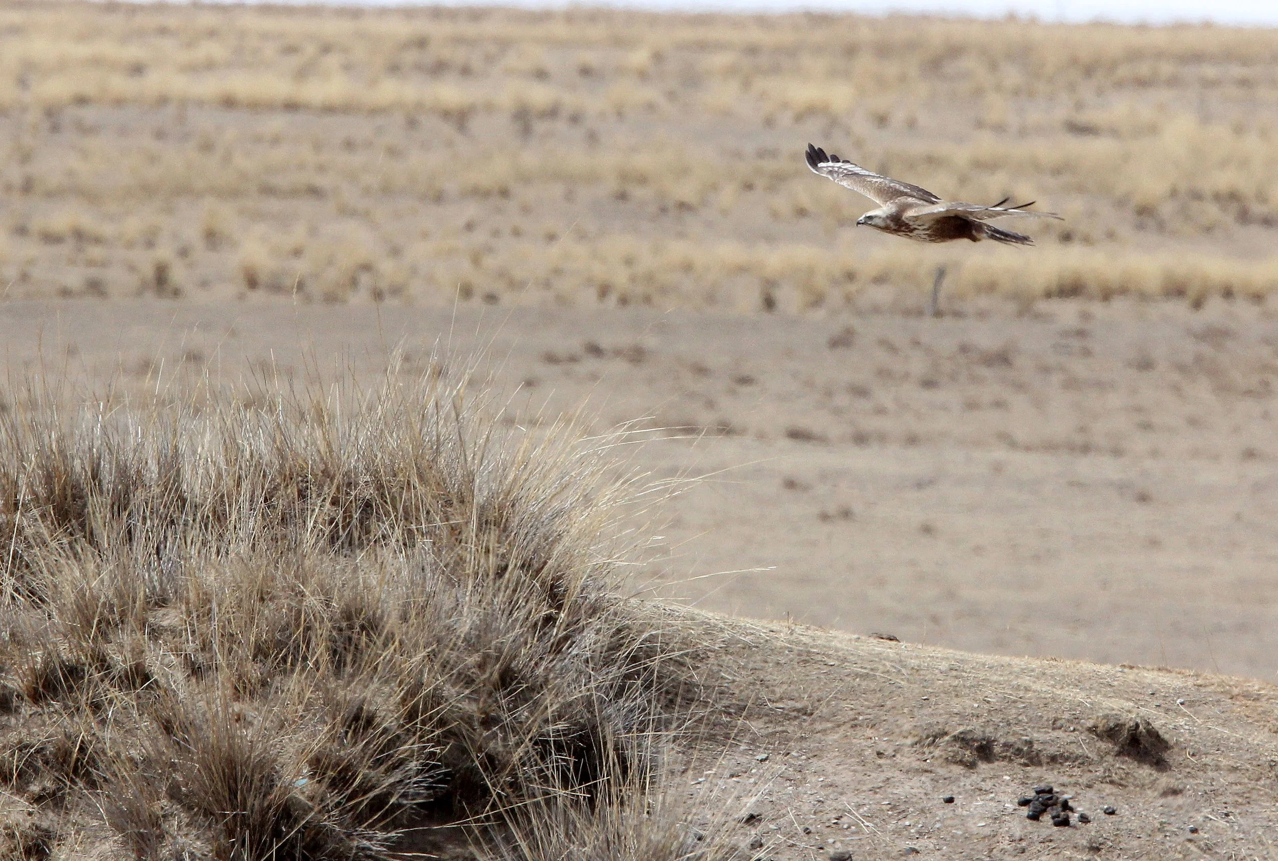 Buteo hemilasius - UPLAND BUZZARD - QINGHAI LAKE CHINA 2 (5).JPG