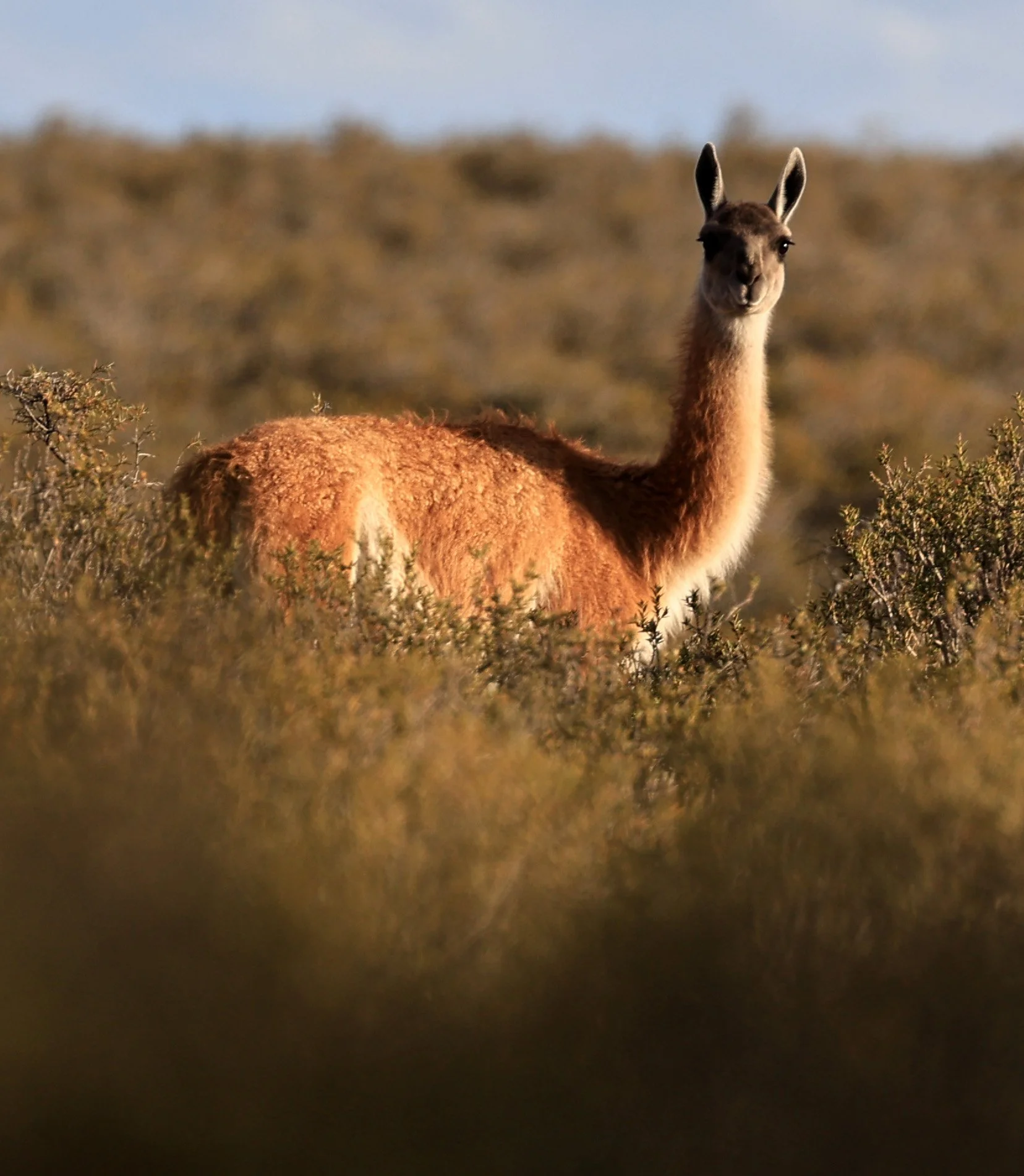 Guanaco (Lama guanicoe) Valdes Peninsula, Chubut Province, Argentina Day 2 (19).jpg