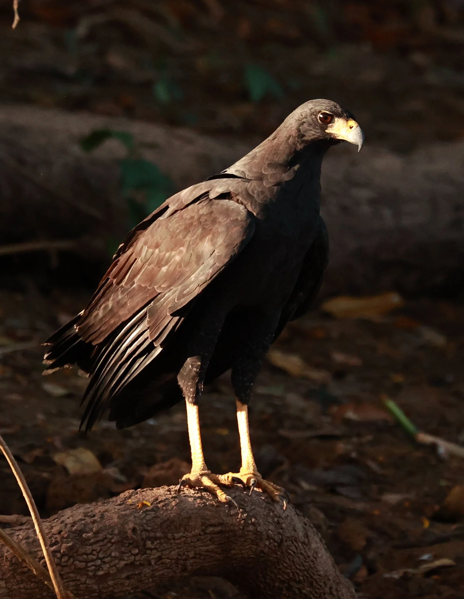 Hawk - Great Black Hawk - Buteogallus urubitinga - Pantanal, Encontro das Águas State Park, Porto Jofre, Cuiaba River, Brazil (30).jpg