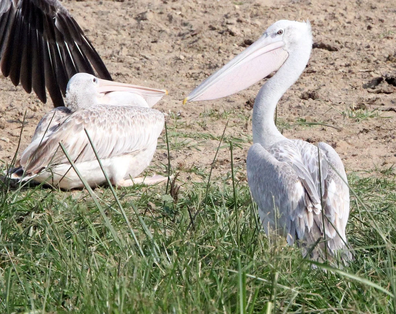 Pelecanus rufescens - PINK-BACKED PELICAN - QUEEN ELIZABETH NATIONAL PARK UGANDA (22).JPG