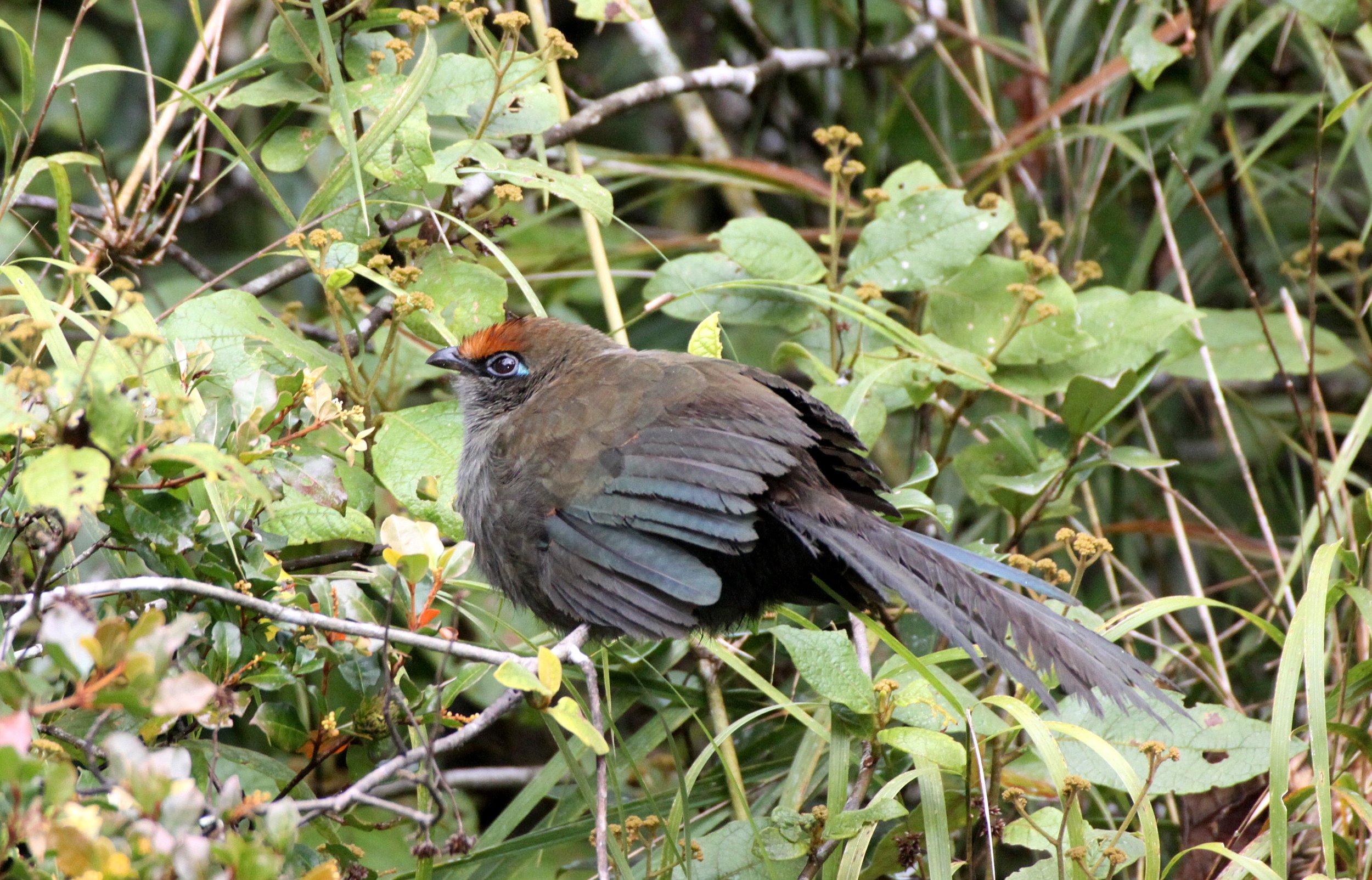 Red-fronted Coua (Coua reynaudii) Ranomafana NP Madagascar (3).JPG