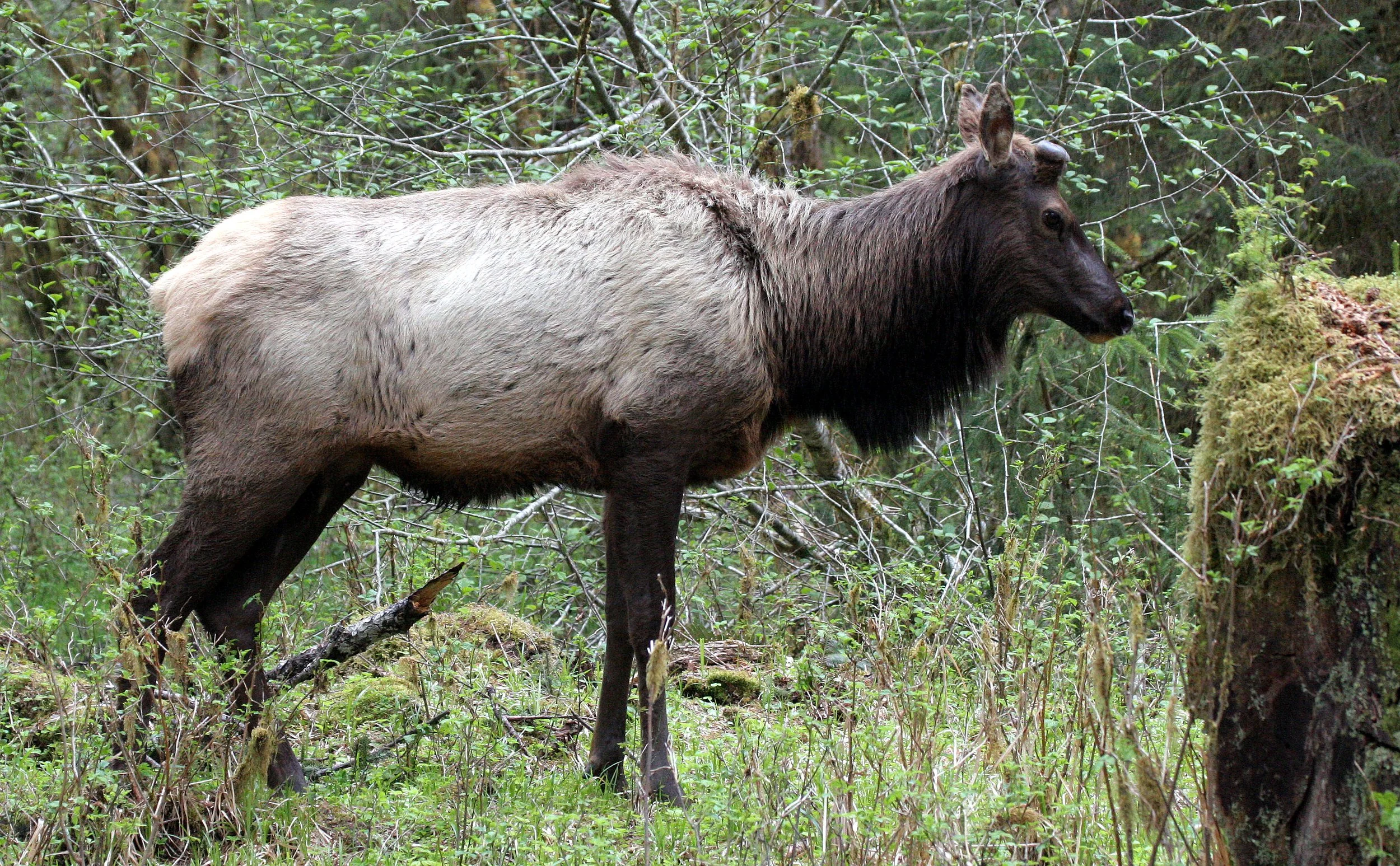CERVID - ELK - ROOSEVELT ELK - CERVUS ELAPHUS ROOSEVELTI - HOH RIVER VALLEY - ONP WA (84).JPG