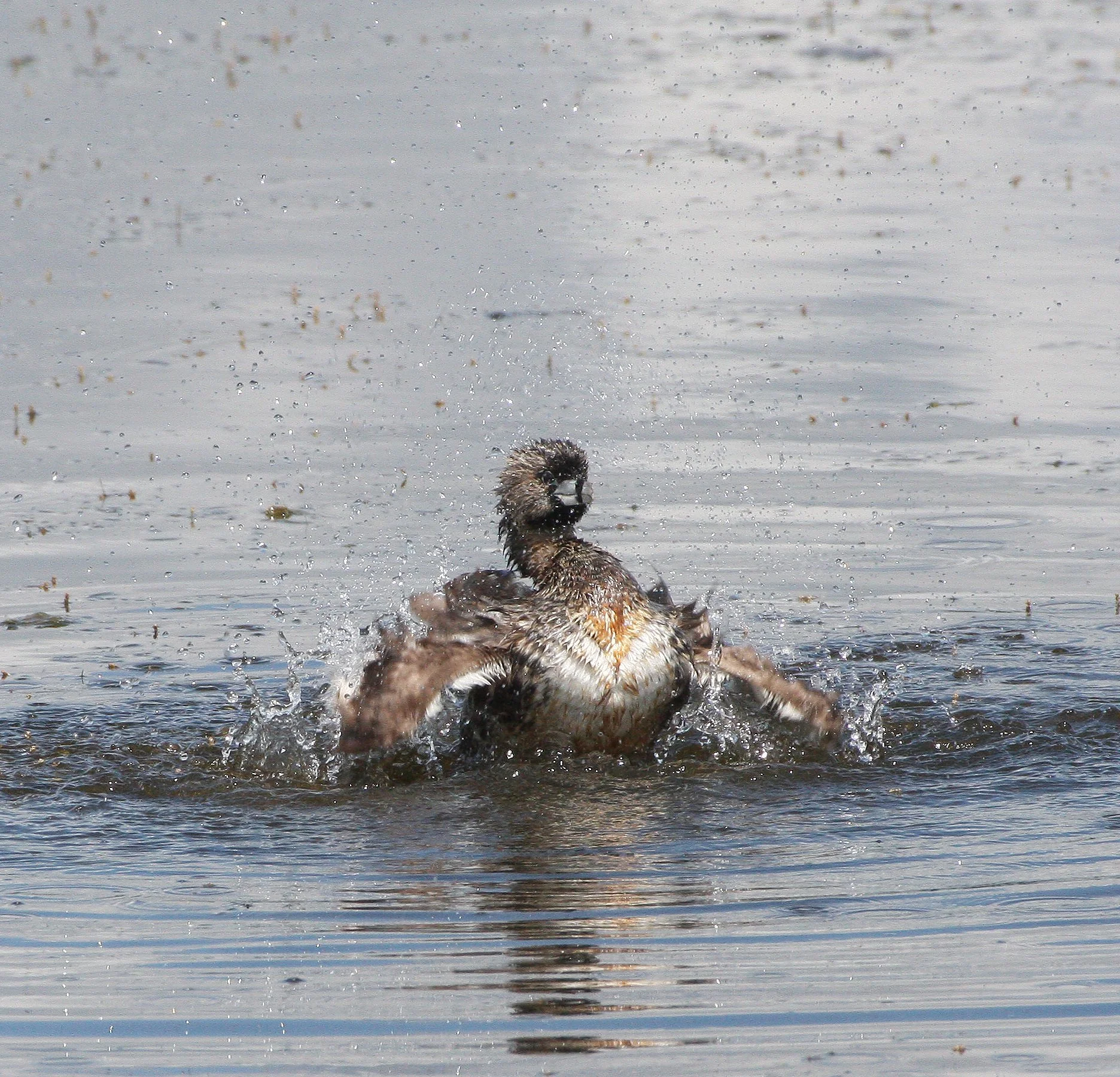 Pied-billed Grebe (Podilymbus podiceps) Ridgefield NWR Washington (32).JPG