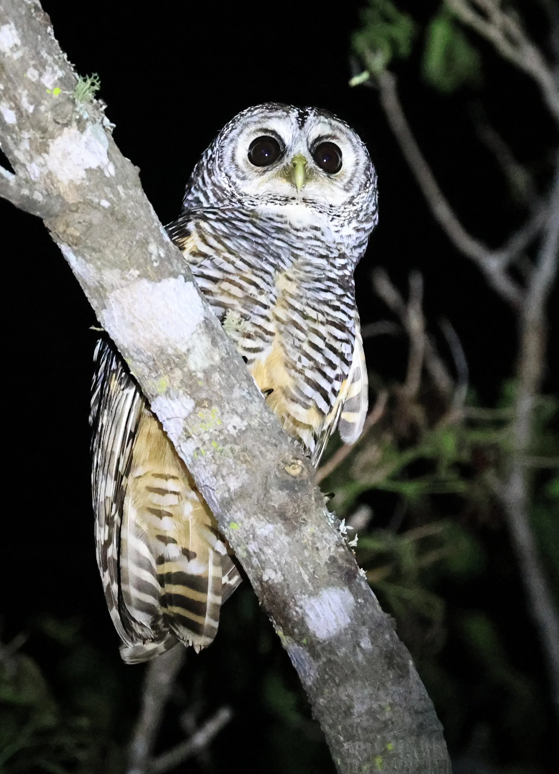 Chaco Owl (Strix chacoensis) Reserva Nueland  Selva Serena (47).jpg