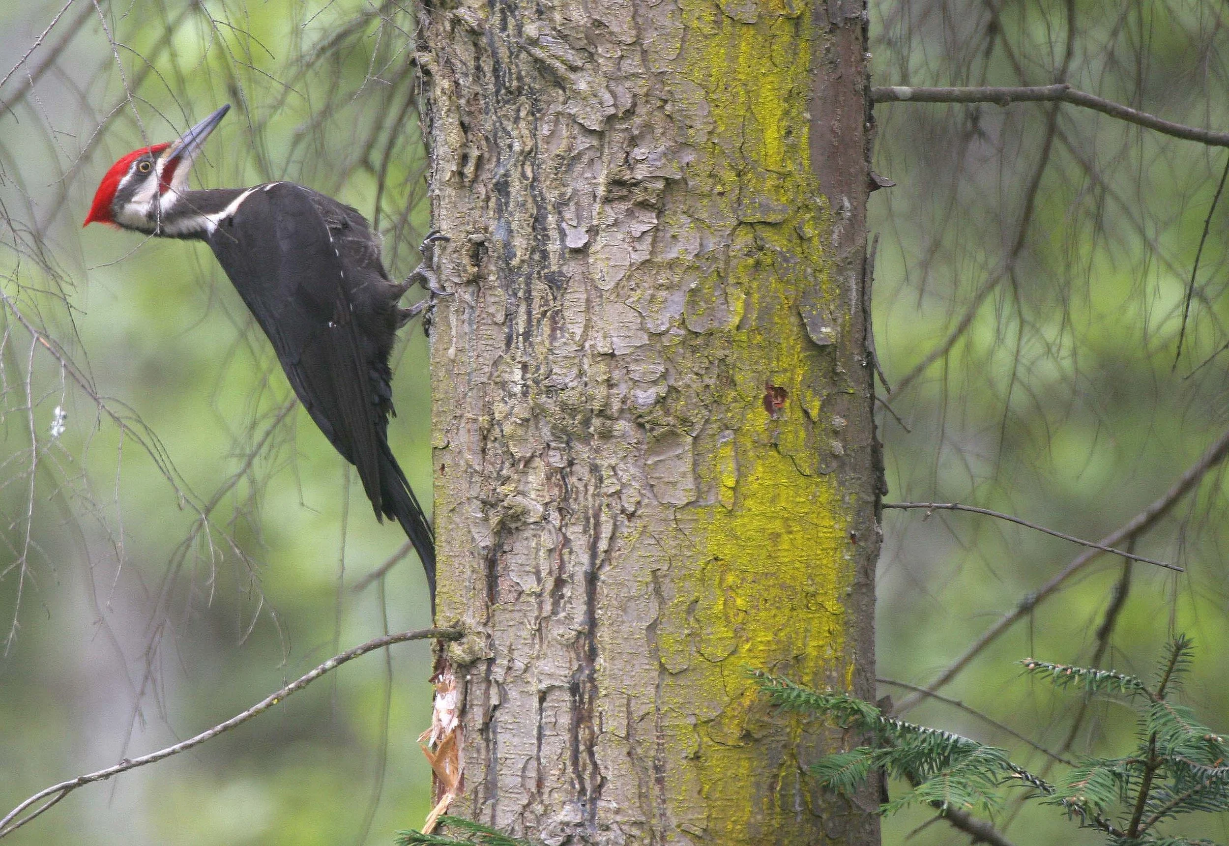 BIRD - WOODPECKER - PILEATED WOODPECKER - GASMAN.jpg