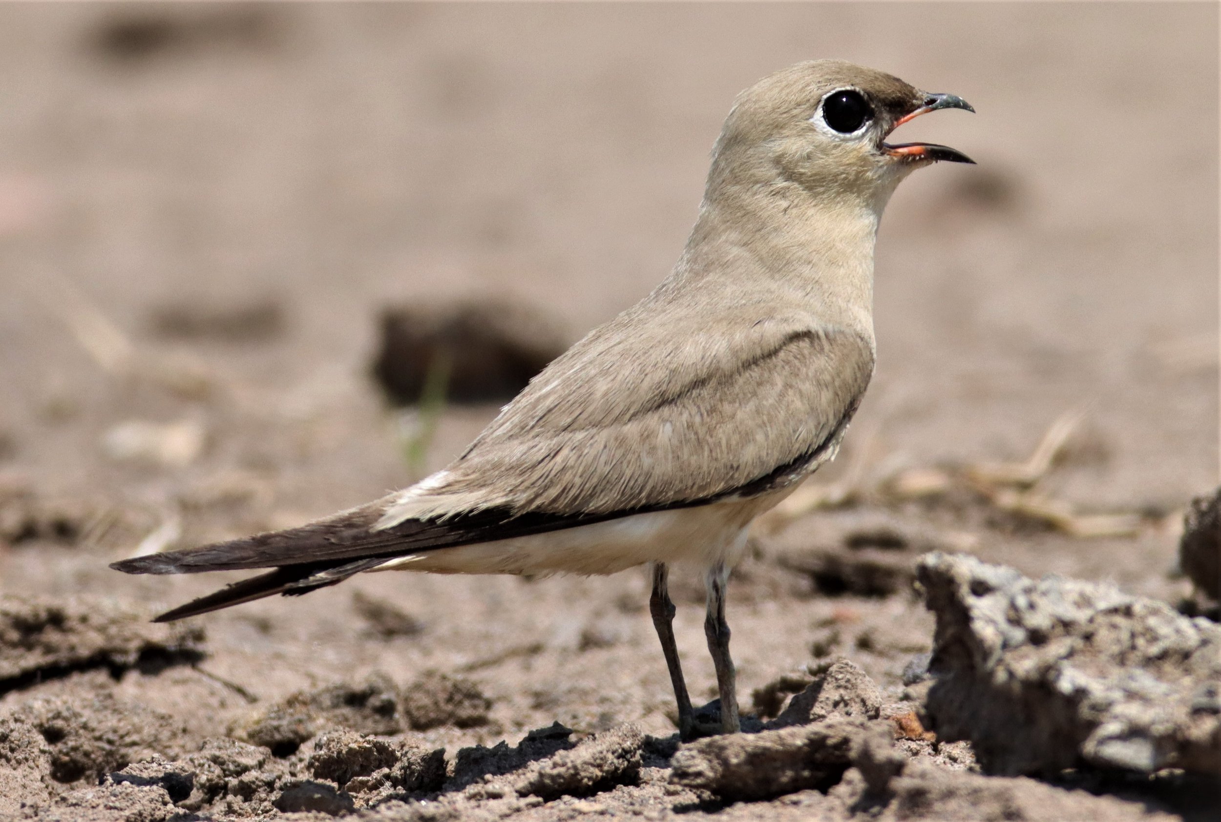PRATINCOLE - SMALL PRATINCOLE - Glareola lactea - BANG KHAEM WETLANDS NAKHON PATHOM (56).jpg
