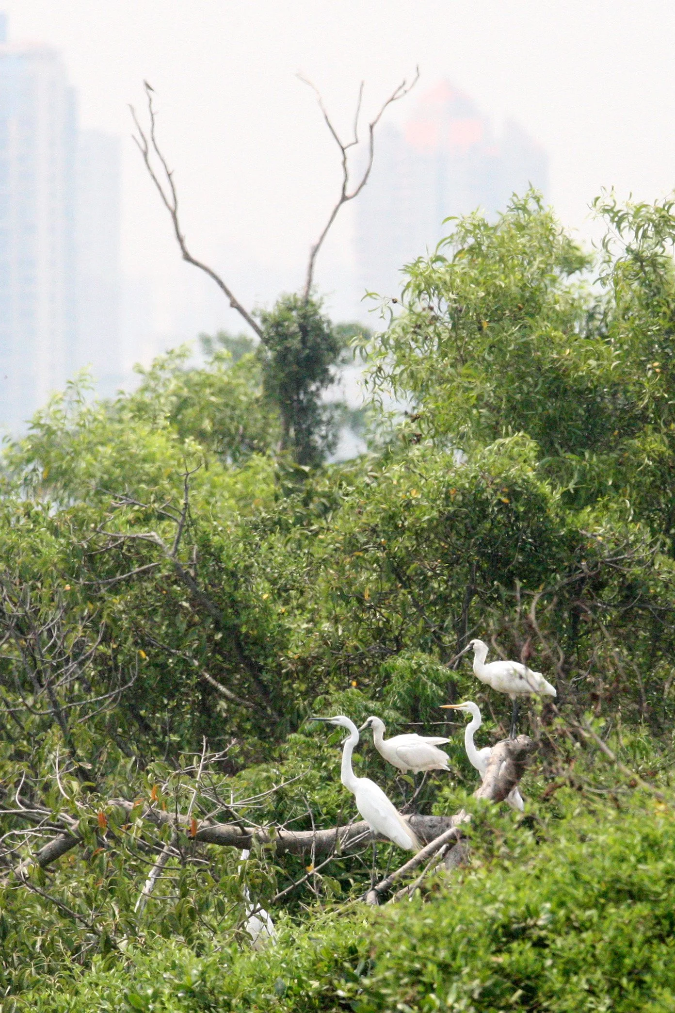 SPOONBILL - BLACK-FACED SPOONBILL - Platalea minor - WITH GREAT EGRETS - MAI PO WETLANDS HONG KONG (21).JPG