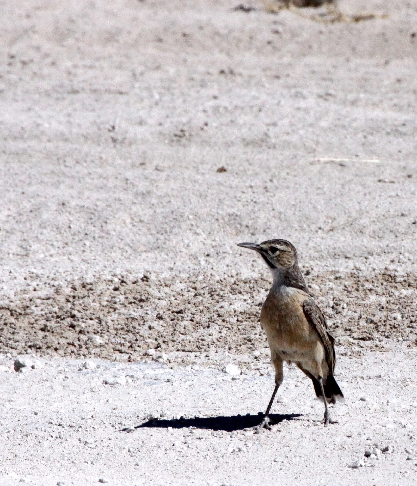 Spike-heeled Lark (Chersomanes albofasciata) Etosha NP Namibia (3).JPG
