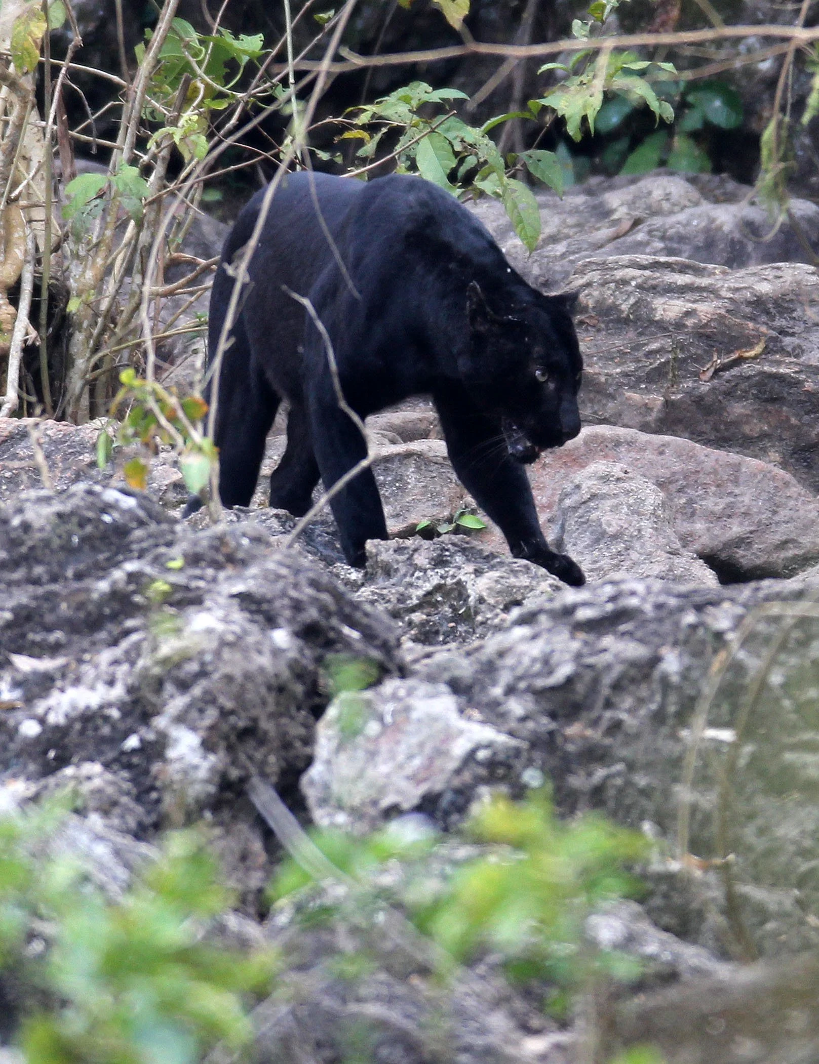 Panthera pardus delacouri - INDOCHINESE LEOPARD - MELANISTIC FORM - HUAI KHA KHAENG - KAPOK KAPIEN STATION & MINERAL LICK - THAI (172).JPG