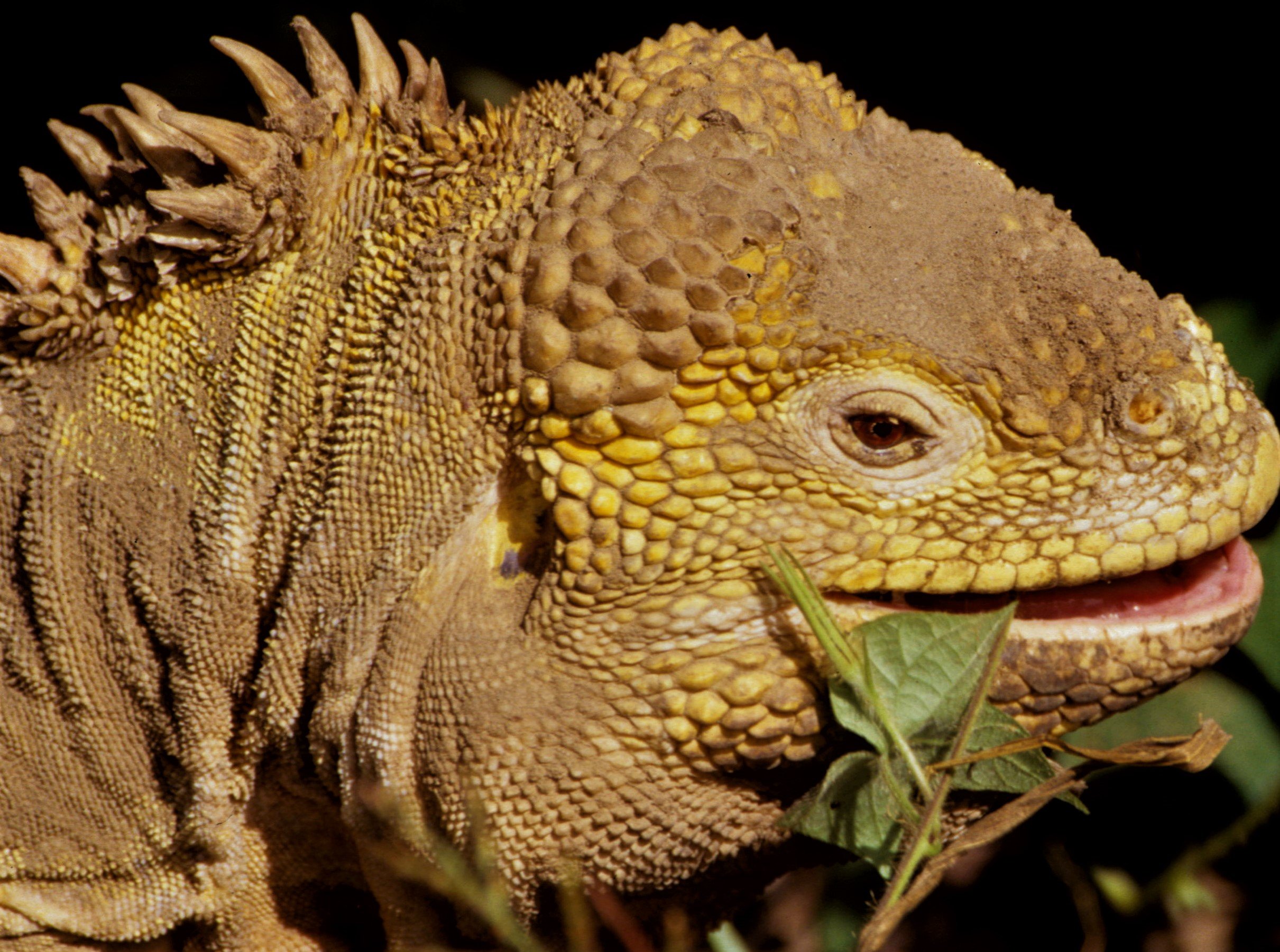 Galapagos Island Land Iguana (Conolophus subcristatus) Isabela Island, Galapagos Islands