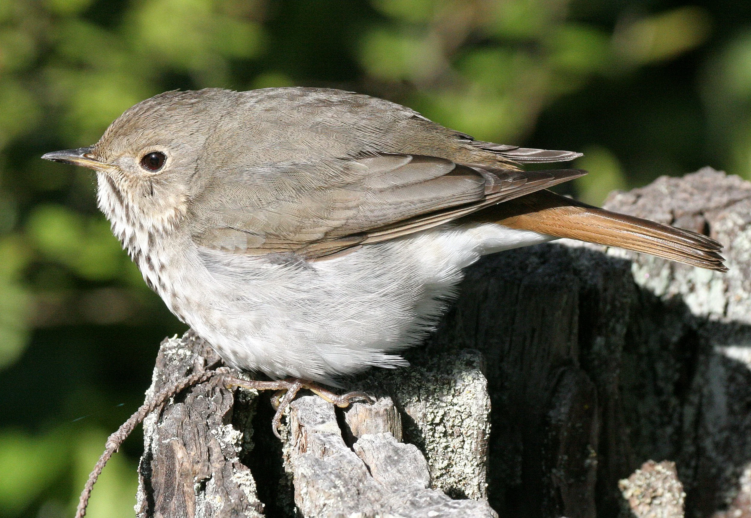 BIRD - THRUSH - SWAINSON'S THRUSH - CATHARUS USTULATUS - LAKE FARM WOODS WA (6).JPG