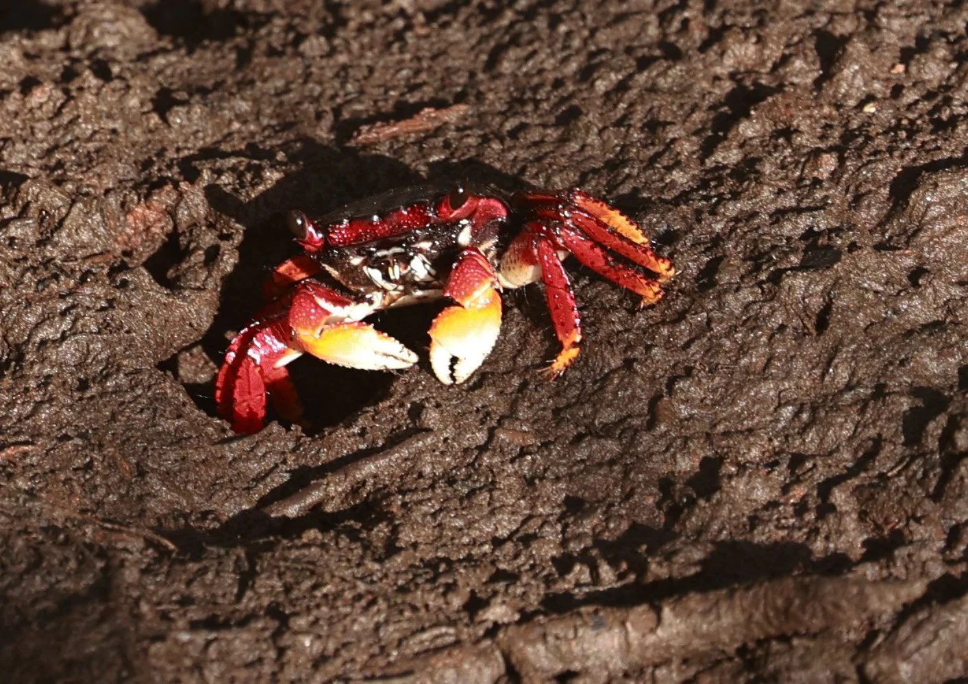 Red Mangrove-root Crab (Goniopsis cruentata) Superagui National Park, Brazil 