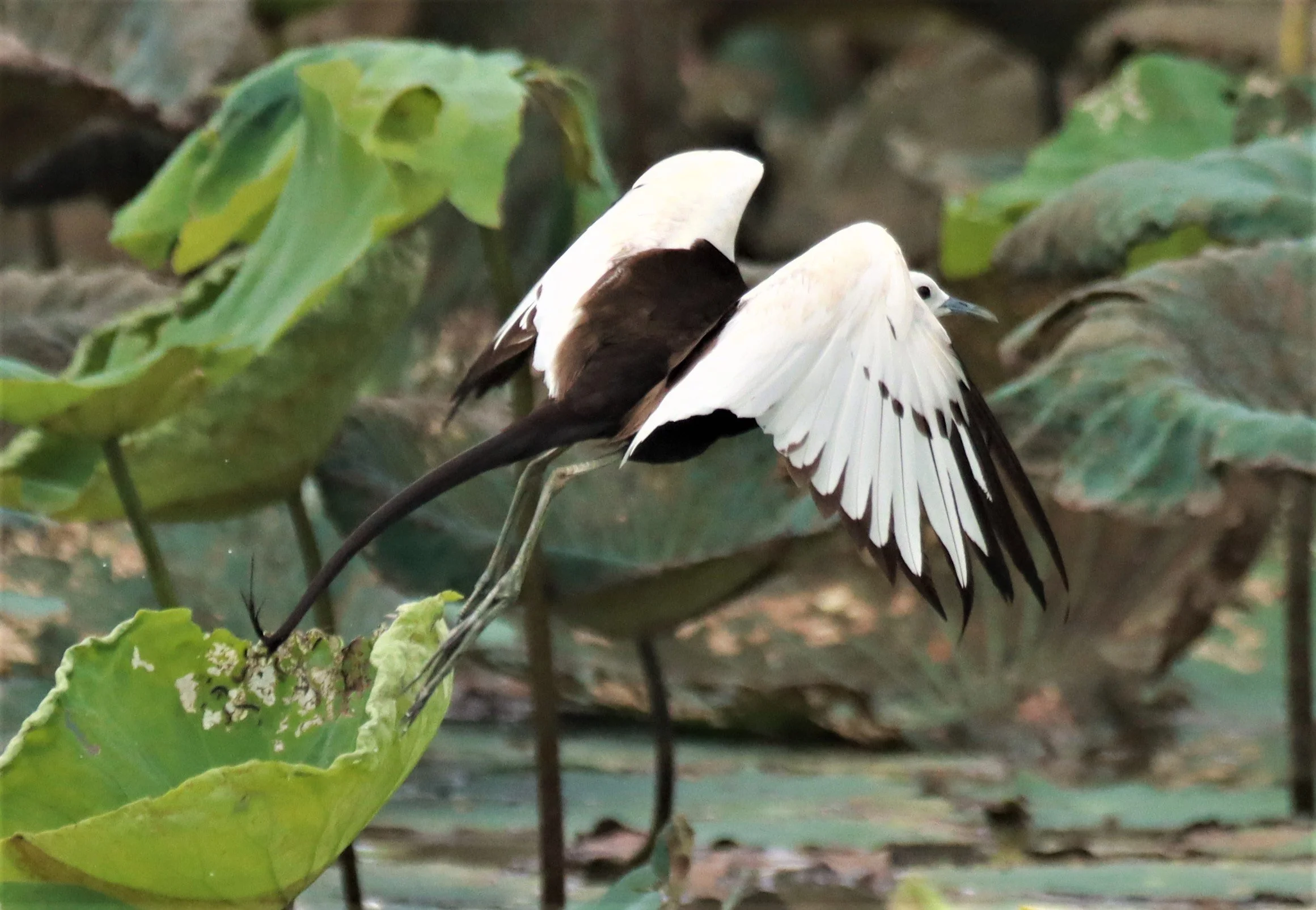 JACANA - PHEASANT-TAILED JACANA - Hydrophasianus chirurgus - BUENG BORAPHET NAKHON SAWAN AUGUST 2021 (46).jpg