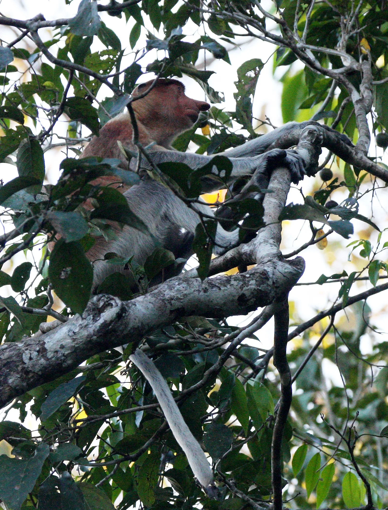 CERCOPITHECIDAE - Nasalis larvatus -PROBOSCIS MONKEY TROOP - KINABATANGAN RIVER BORNEO  (21).JPG