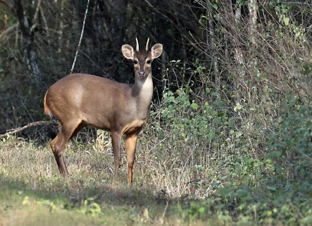 Southern Brown Brocket (Subulo gouazoubira) Selva Serena Natural Reserve 