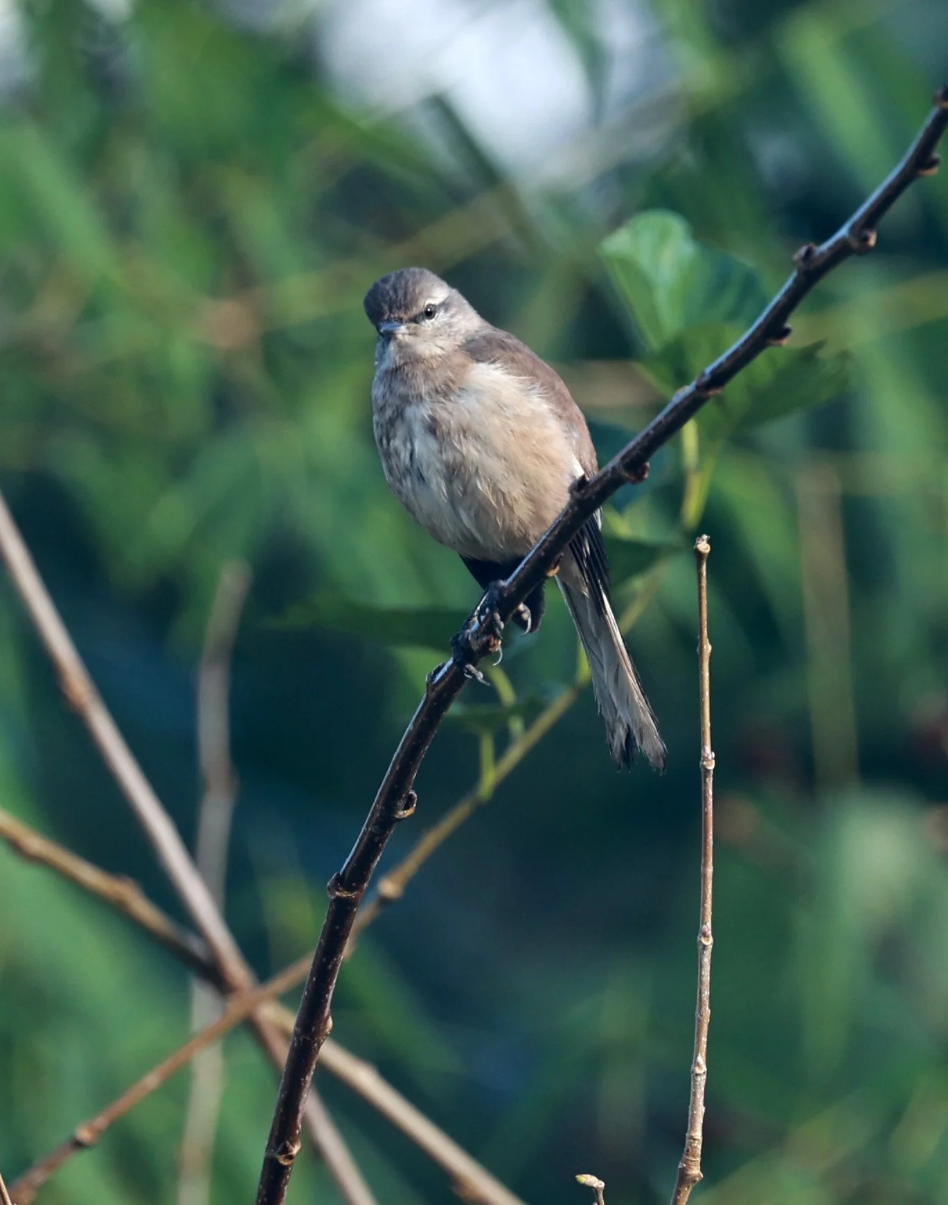 White-banded Mockingbird (Mimus triurus) Superagui National Park