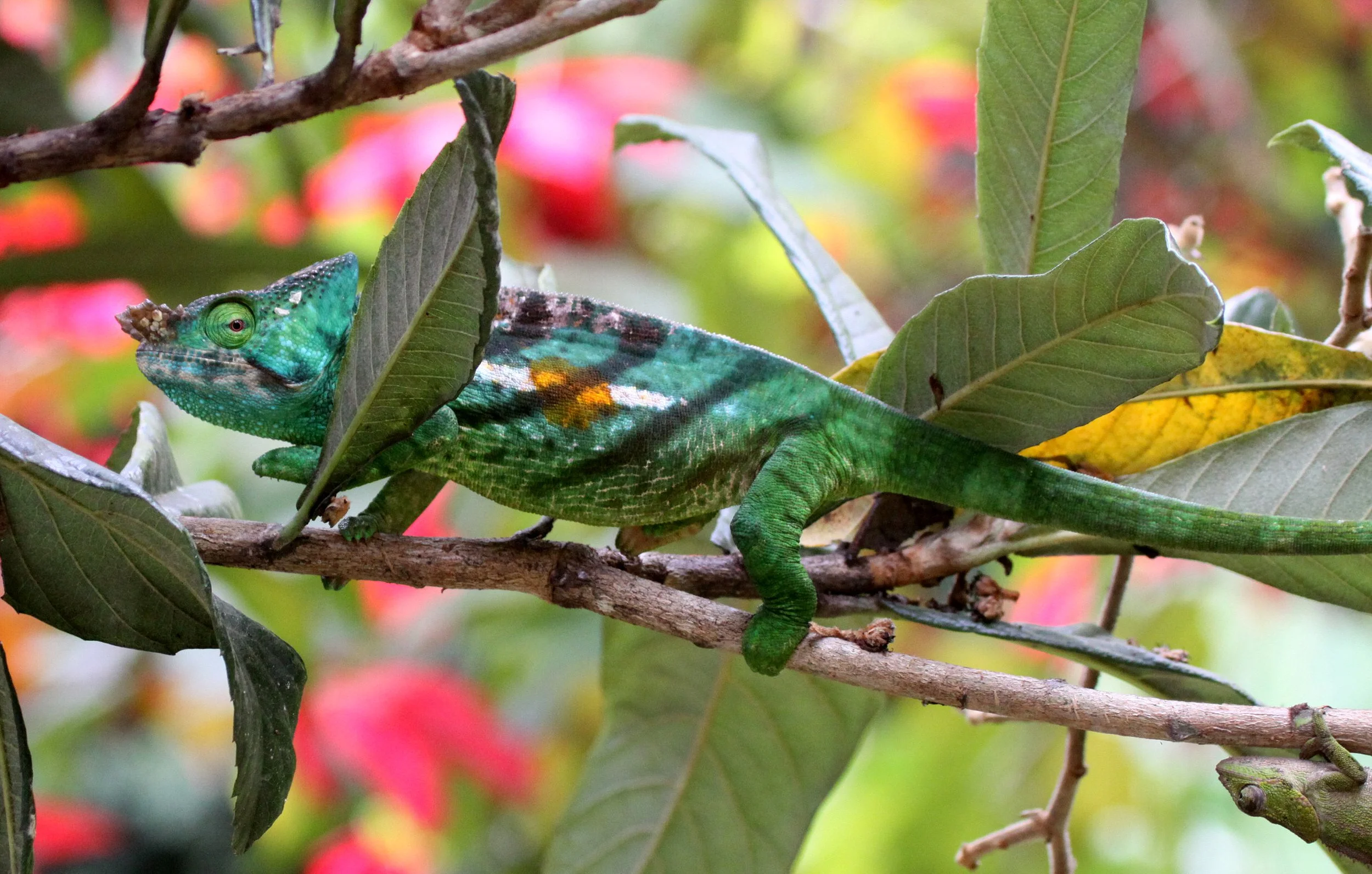 Calumma parsonii - PARSON'S CHAMELEON - MANTADIA NATIONAL PARK MADAGASCAR (36).JPG