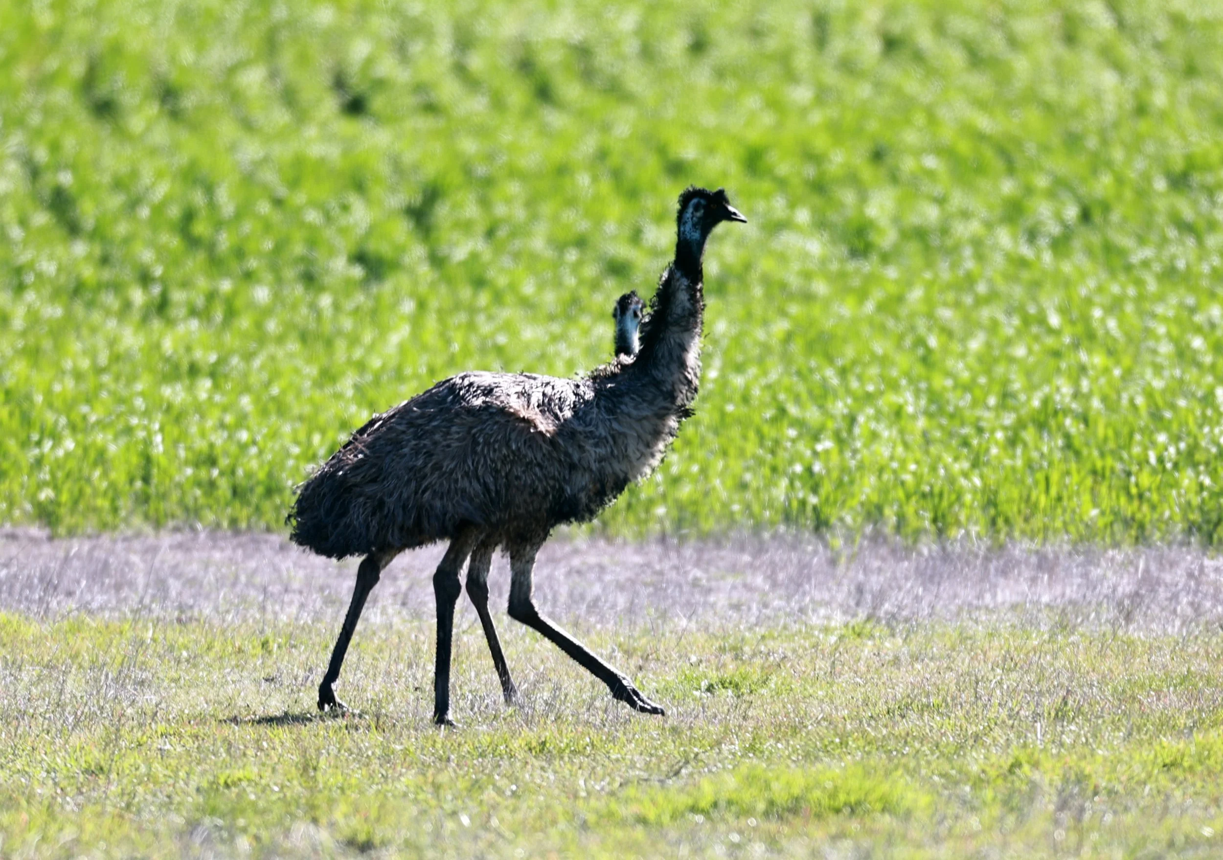 Emu (Dromaius novaehollandiae) Stirling Range NP - Western Australia (3).jpg