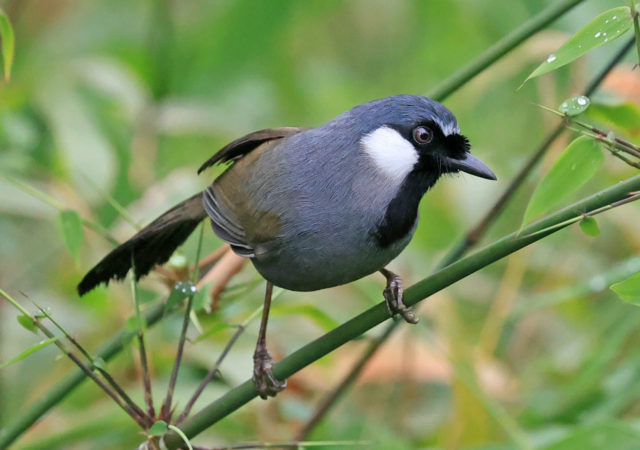 Black-throated Laughingthrush (Pterorhinus chinensis) Khao Yai National Park Feb 2026 Day 2 (54).jpg