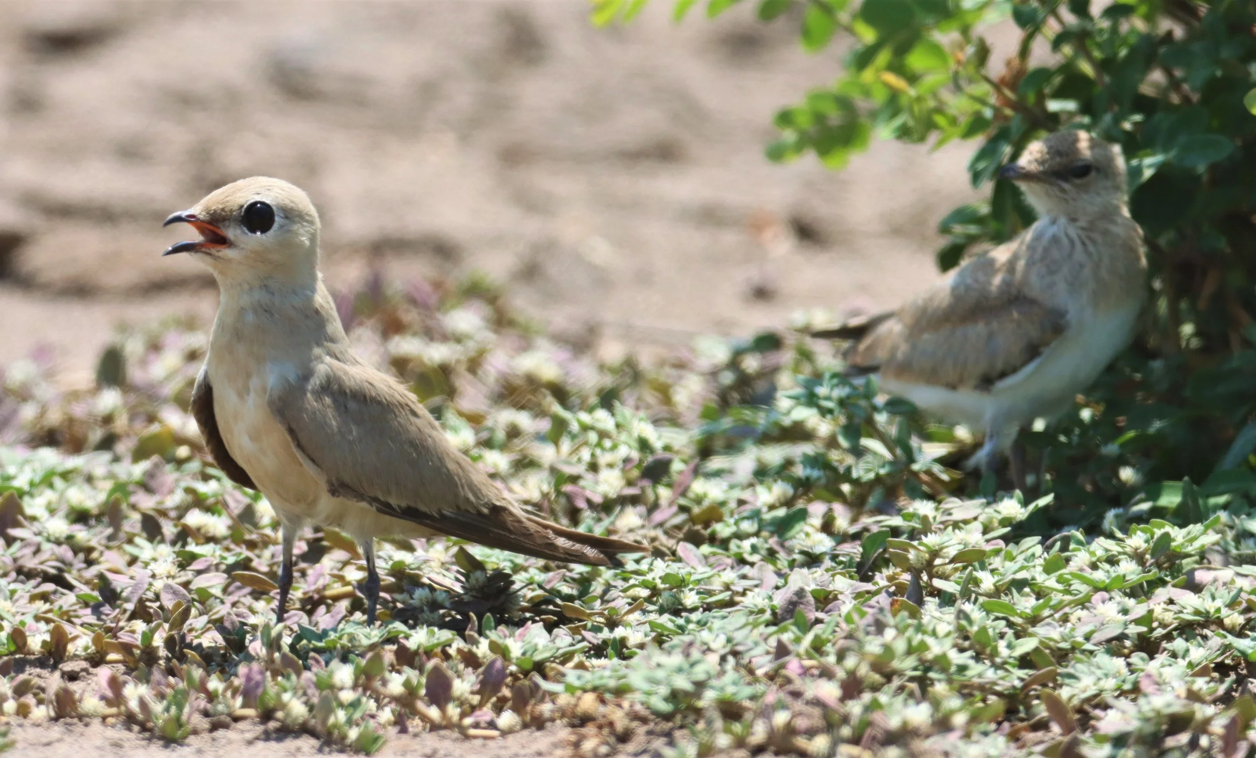 PRATINCOLE - SMALL PRATINCOLE - Glareola lactea - BANG KHAEM WETLANDS NAKHON PATHOM (11).jpg