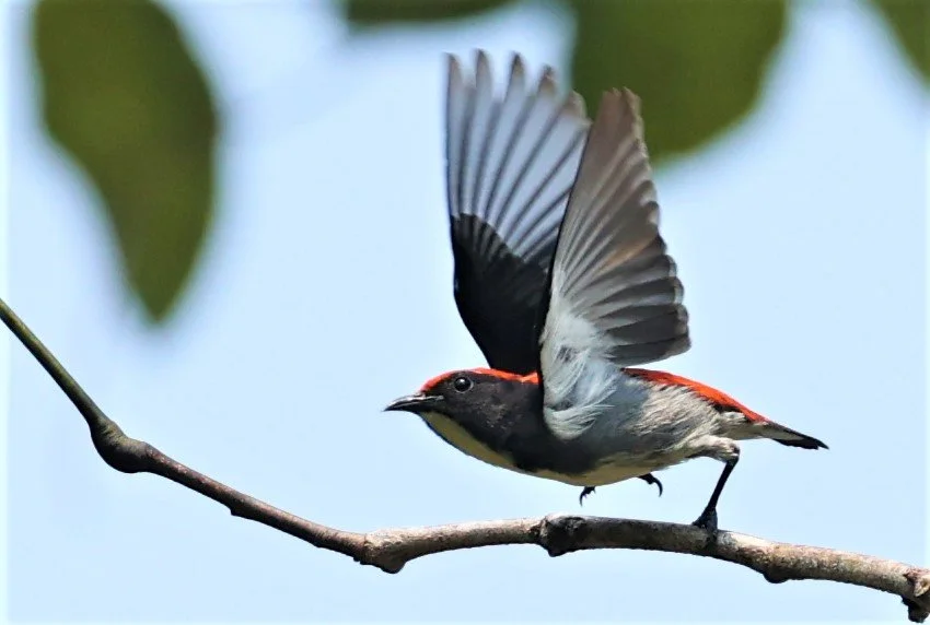 FLOWERPECKER - SCARLET-BACKED FLOWERPECKER - Dicaeum cruentatum - KRUNG CHING, KHAO LUANG NP NST, APRIL 2022 (20).jpg