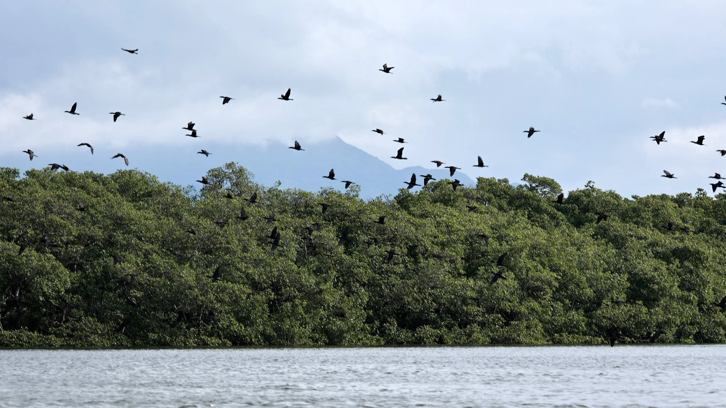 Neotropic Cormorant (Nannopterum brasilianum) Superagüi National Park, Brazil (5).jpg