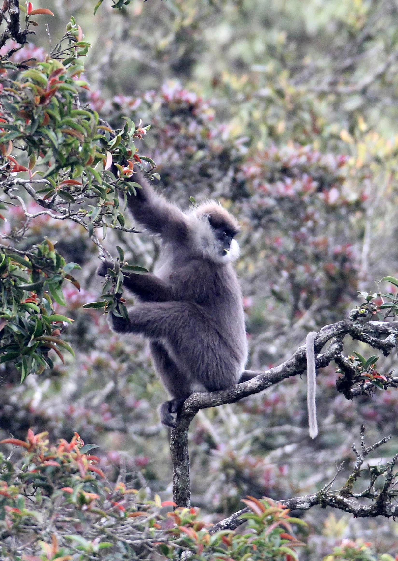CERCOPITHECIDAE - Semnopithecus vetulus monticola - BEAR OR MONTANE PURPLE-FACED LEAF MONKEY - NUWARA ELIYA, HORTON PLAINS SRI LANKA (21).JPG