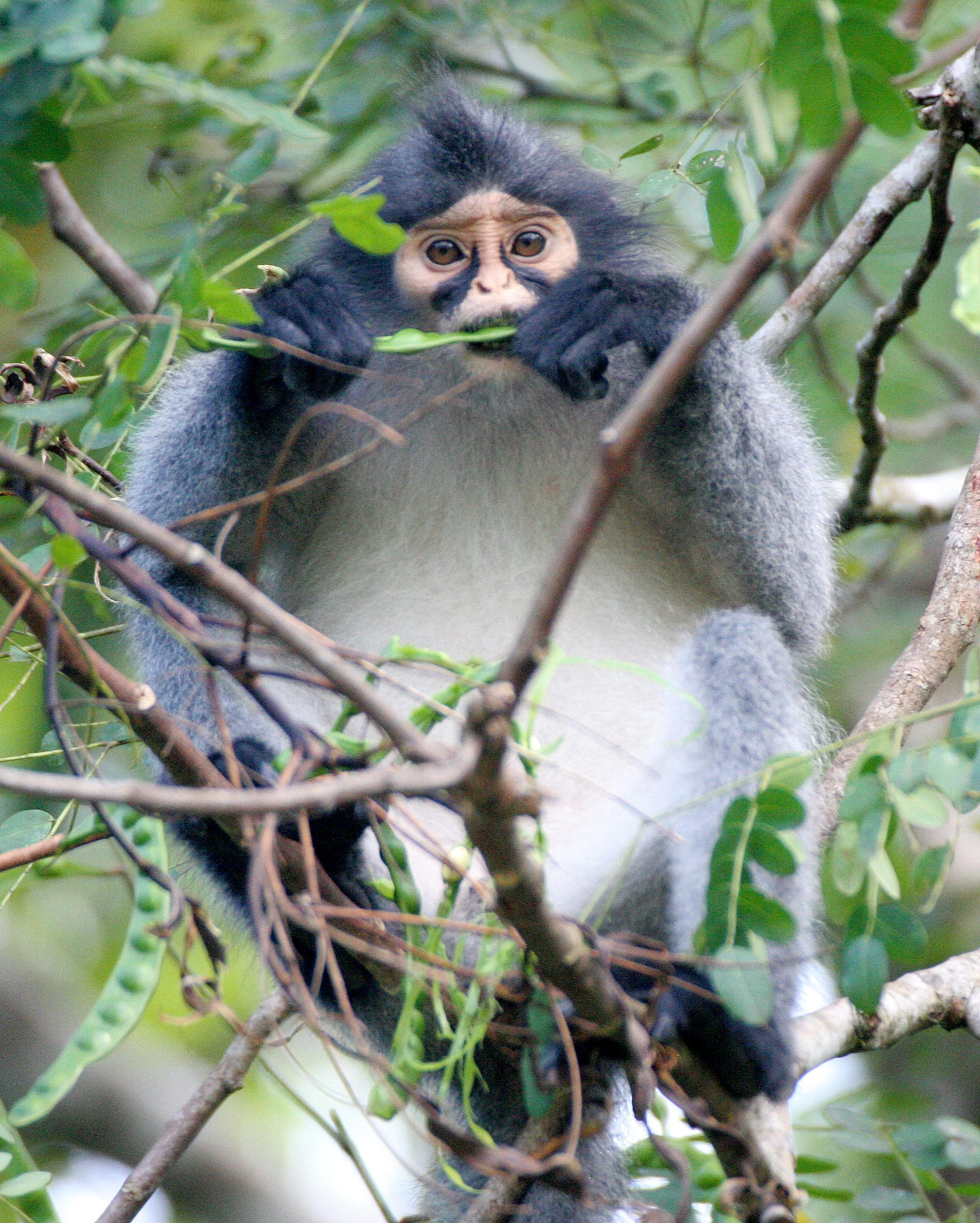 CERCOPITHECIDAE - Presbytis sabana - SABAH GRIZZLED LANGUR - TABIN WILDLIFE RESERVE  (13).JPG