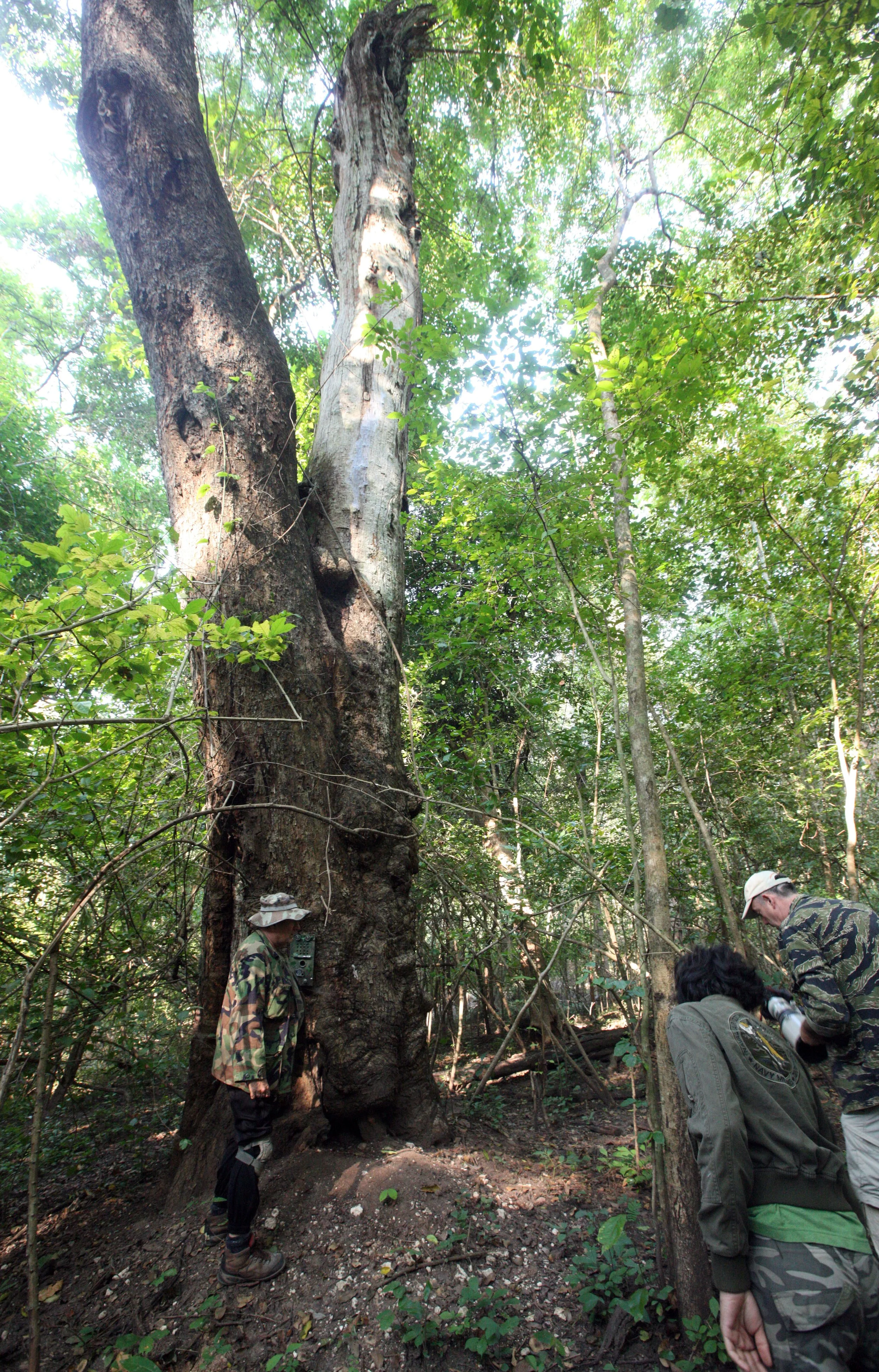 Setting camera traps in HKK