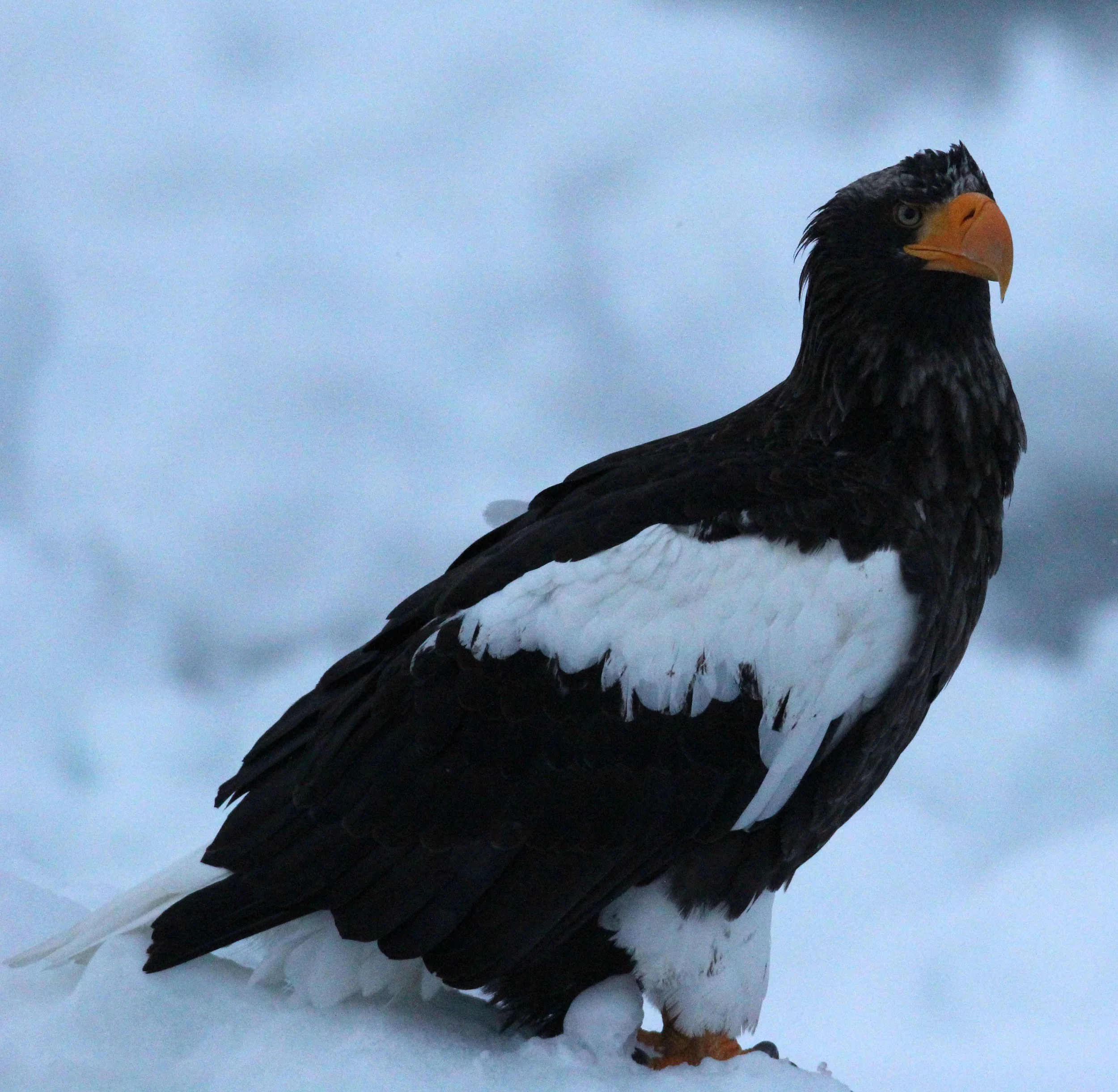 Haliaeetus pelagicus - STELLER'S SEA EAGLE - RAUSU, SHIRETOKO PENINSULA, HOKKAIDO JAPAN (234).JPG