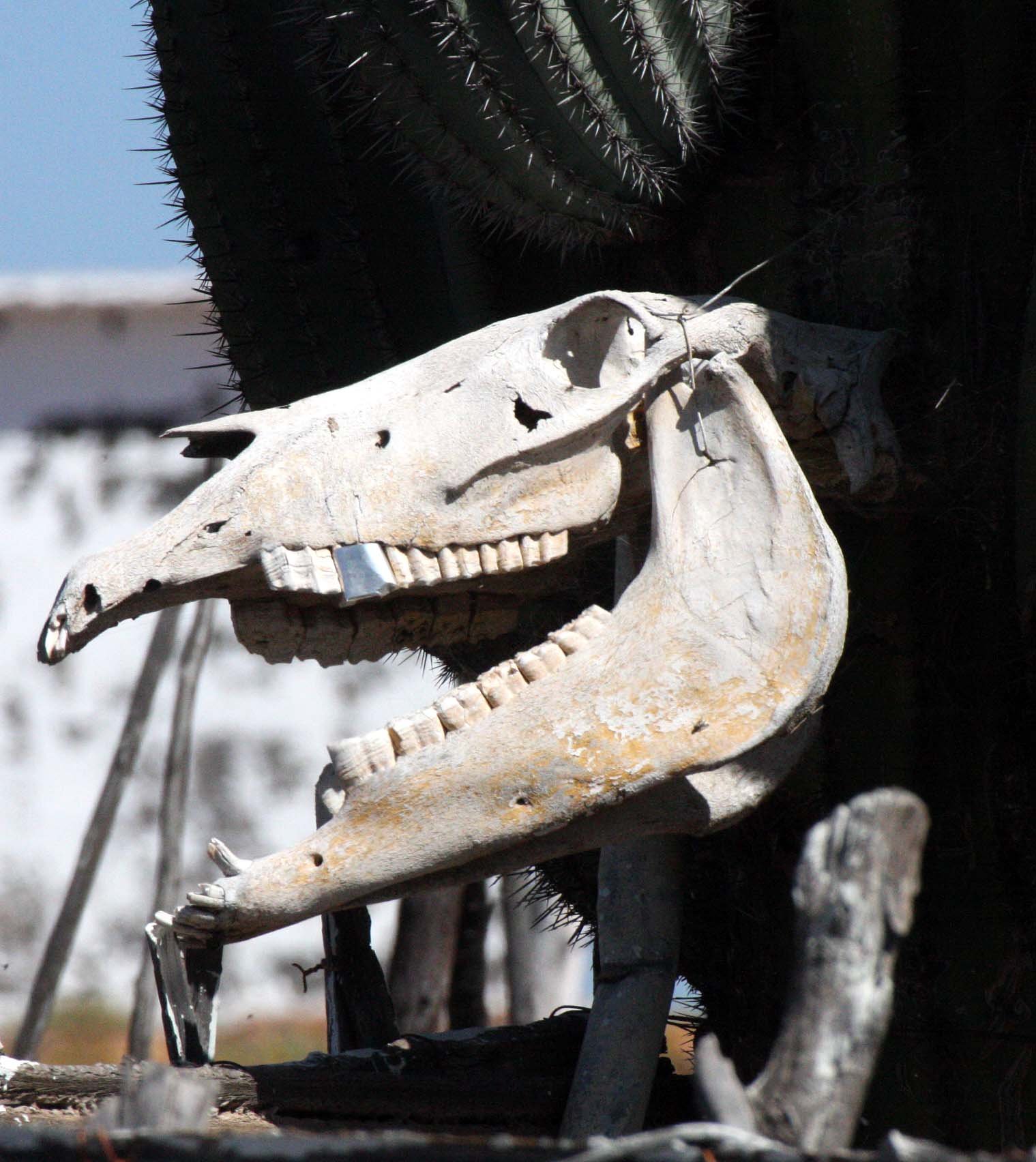 CATAVINA DESERT BAJA MEXICO - ROADSIDE STOP.JPG