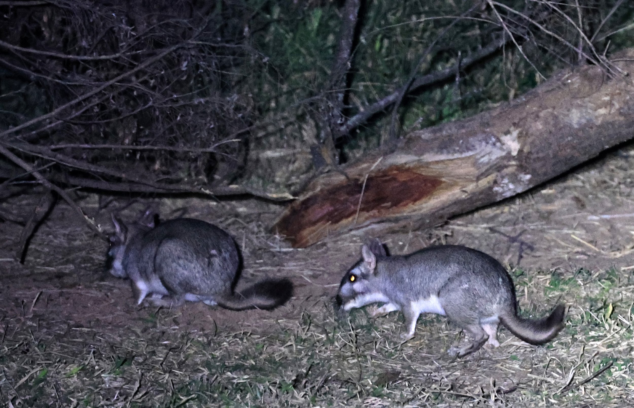 Plains Vizcacha (Lagostomus maximus) Reserva Natural Canada el Carmen, Paraguay  (8).jpg